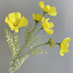 Hoa Cúc Bướm Bé Về Thêm Đủ Màu