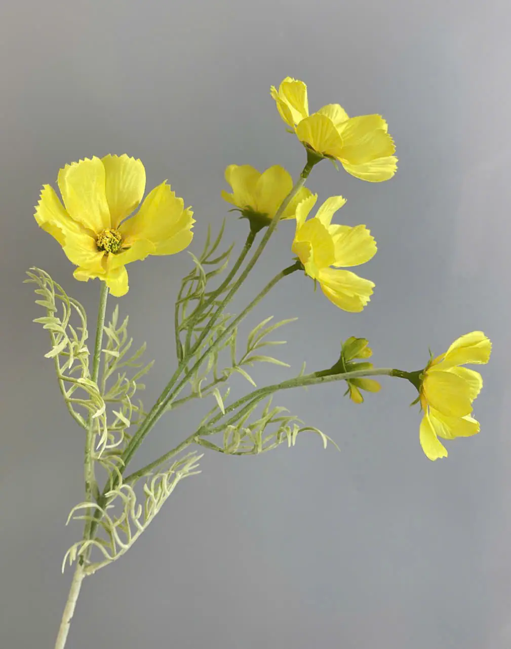 Hoa Cúc Bướm Bé Về Thêm Đủ Màu