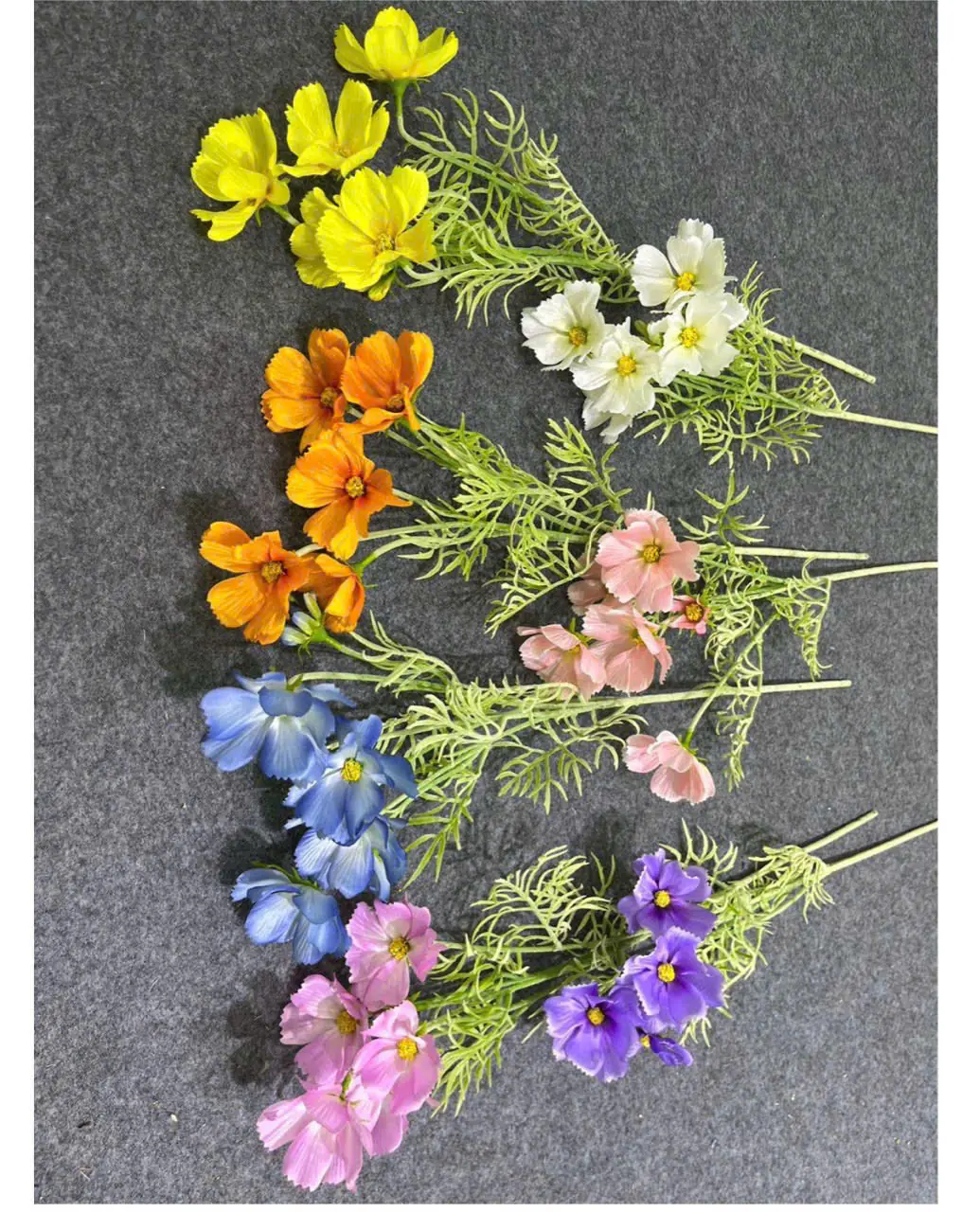 Hoa Cúc Bướm Bé Về Thêm Đủ Màu - Ảnh 2