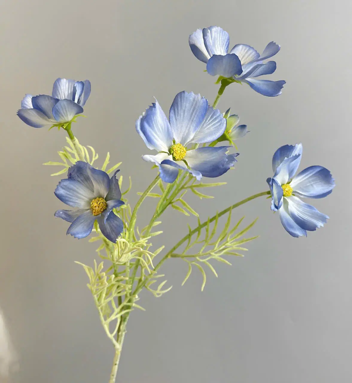 Hoa Cúc Bướm Bé Về Thêm Đủ Màu - Ảnh 3