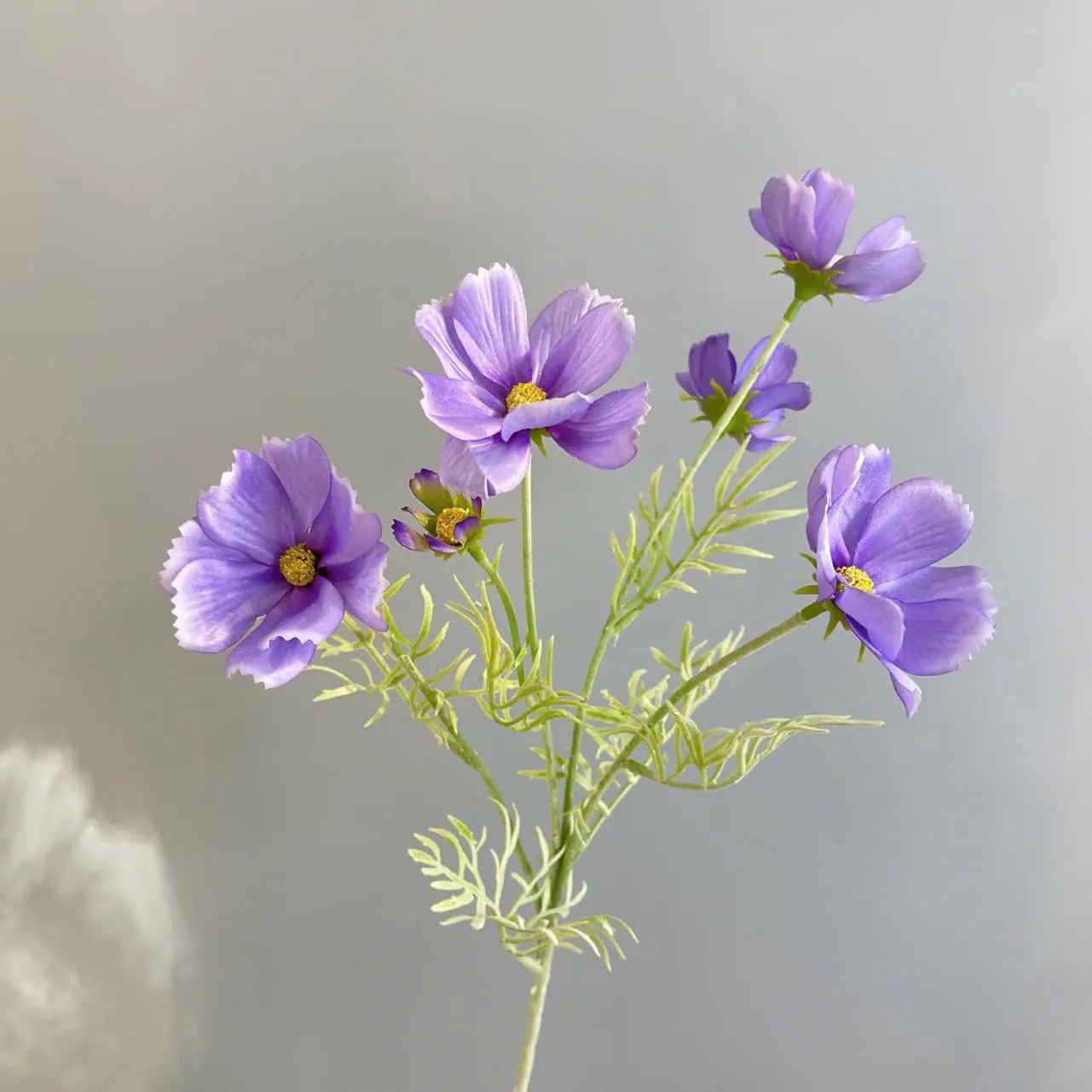 Hoa Cúc Bướm Bé Về Thêm Đủ Màu - Ảnh 4