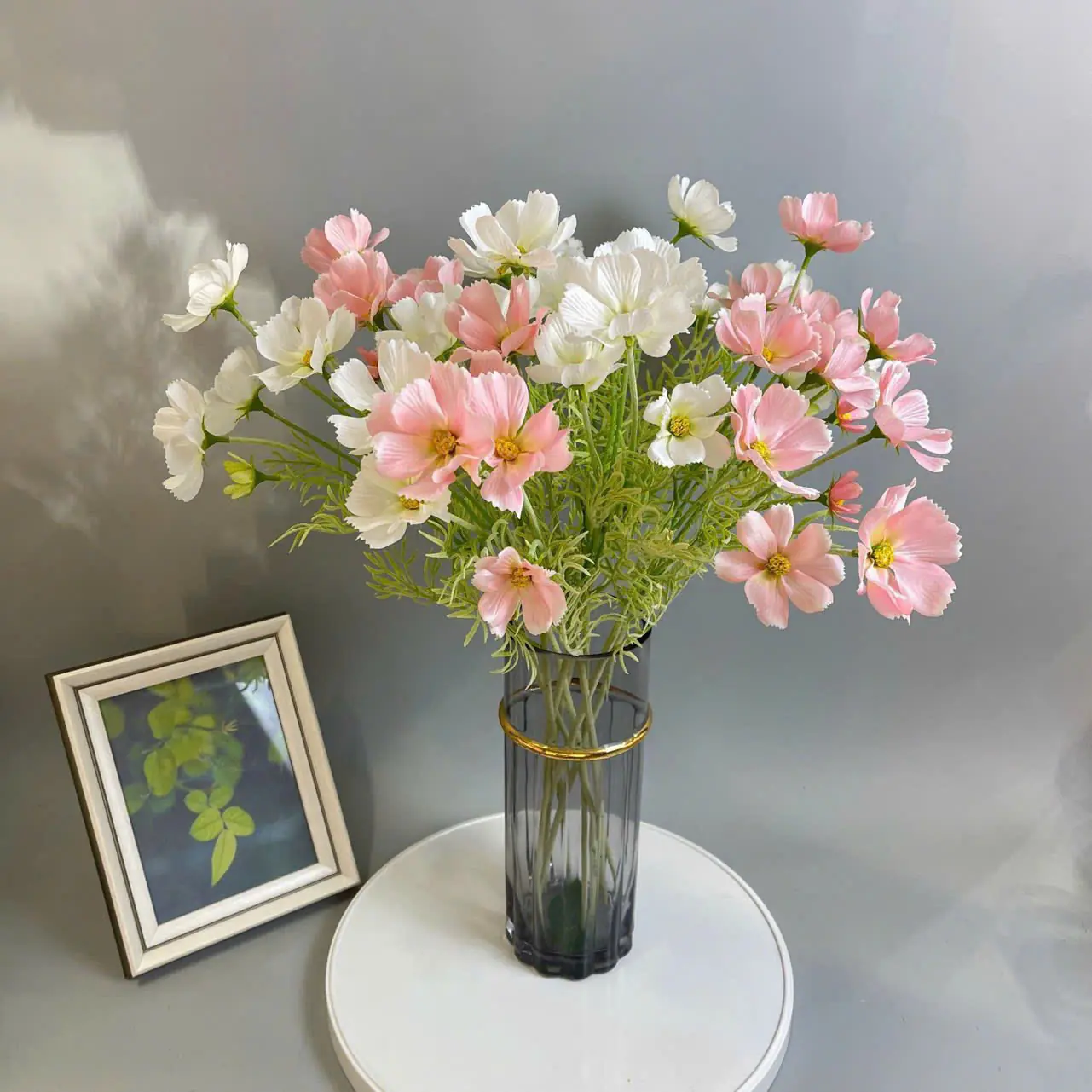 Hoa Cúc Bướm Bé Về Thêm Đủ Màu - Ảnh 5