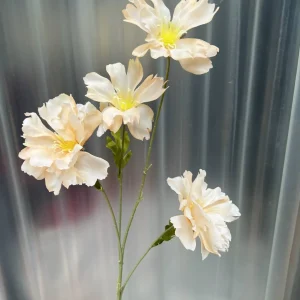 Hoa Cúc Bướm Đại