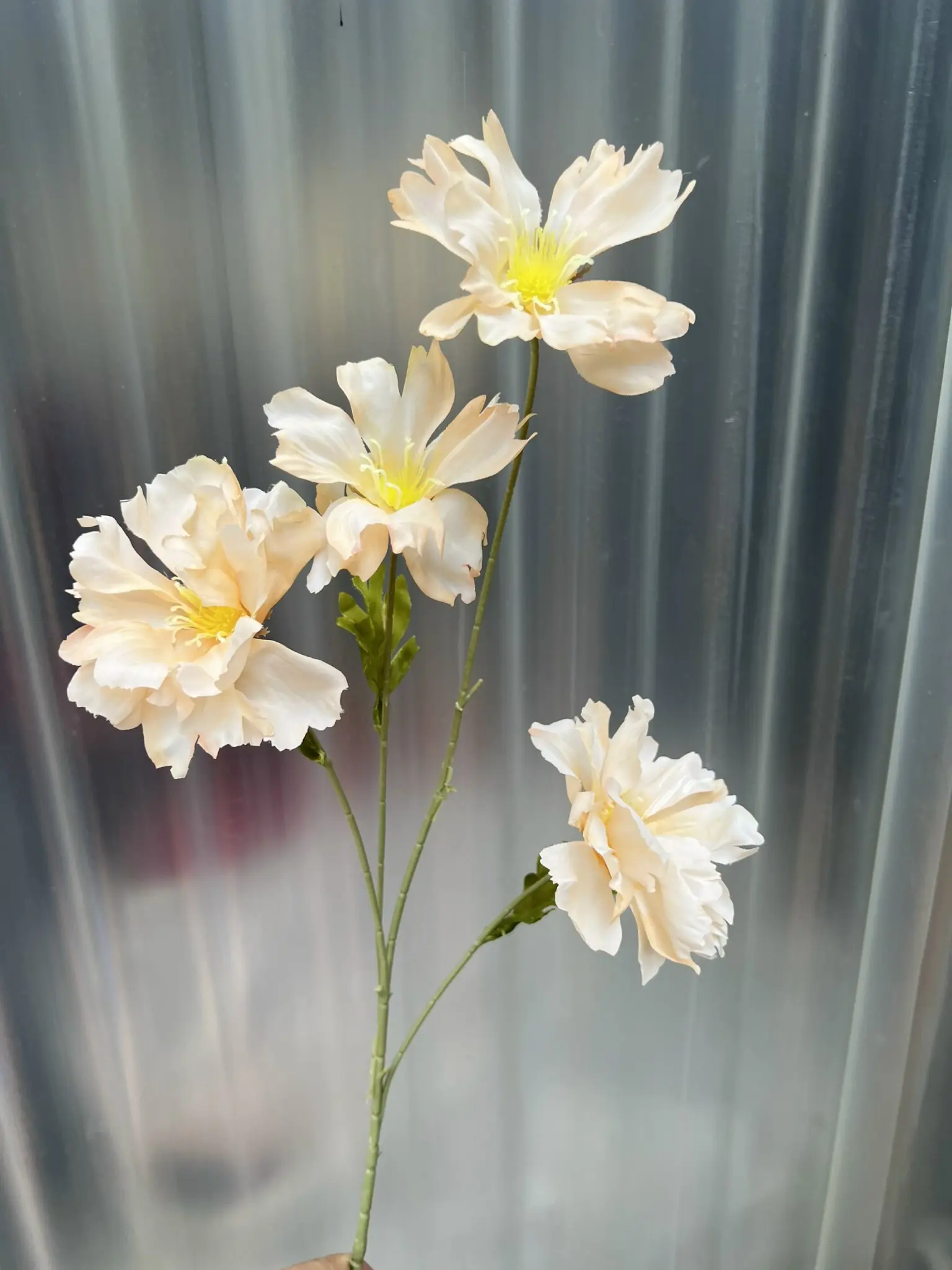 Hoa Cúc Bướm Đại