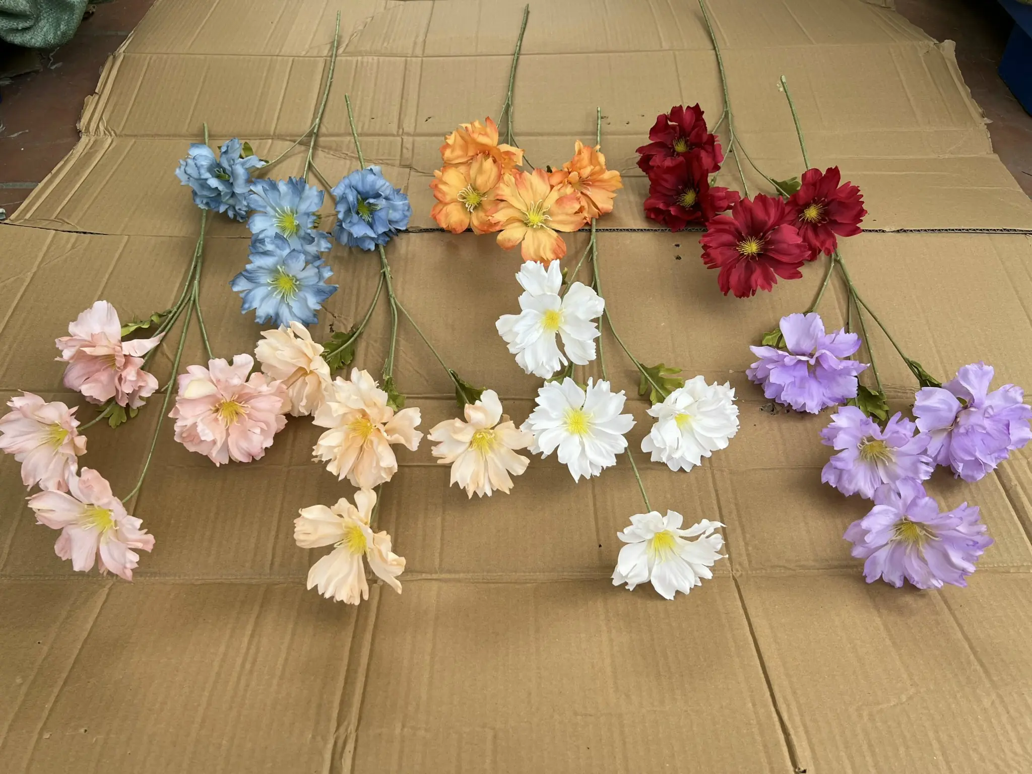 Hoa Cúc Bướm Đại - Ảnh 2