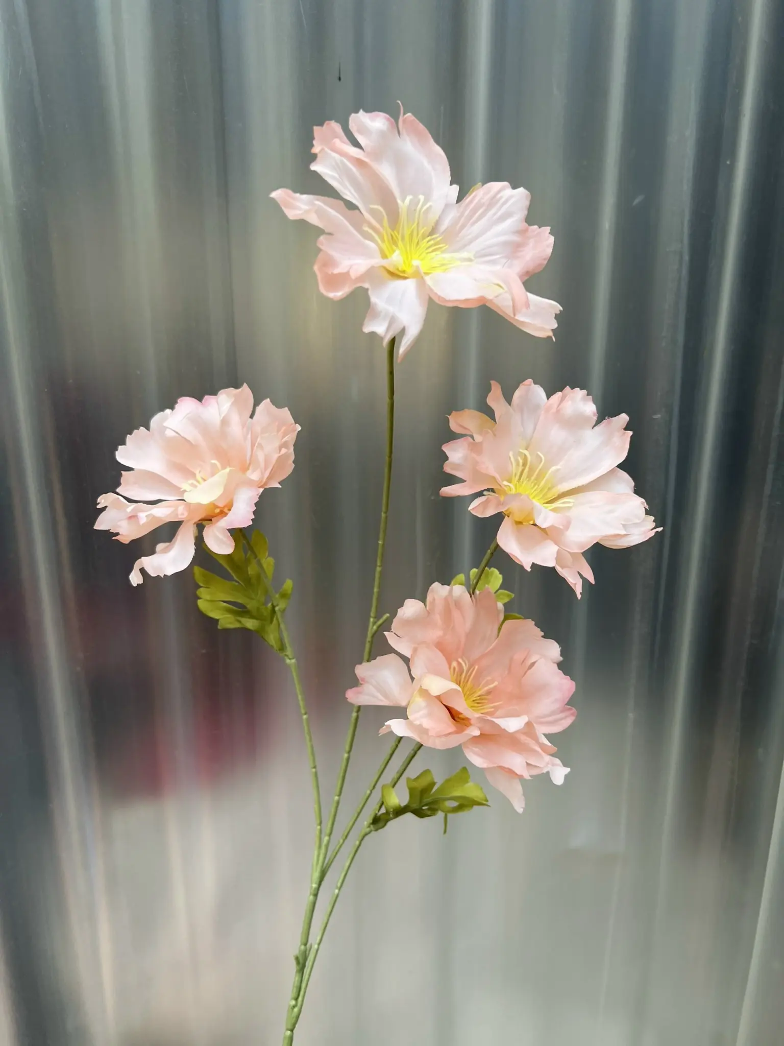 Hoa Cúc Bướm Đại - Ảnh 3