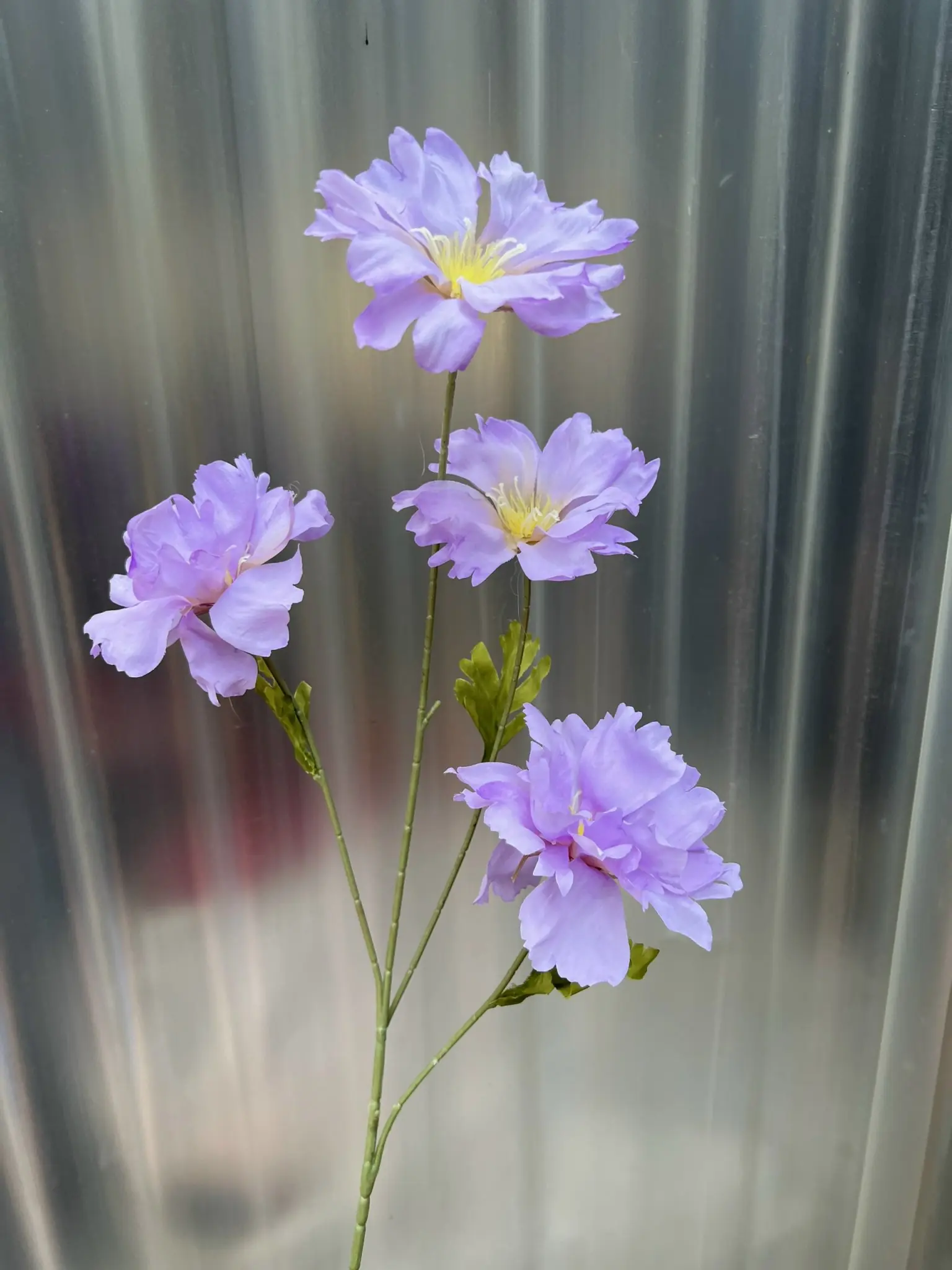 Hoa Cúc Bướm Đại - Ảnh 4