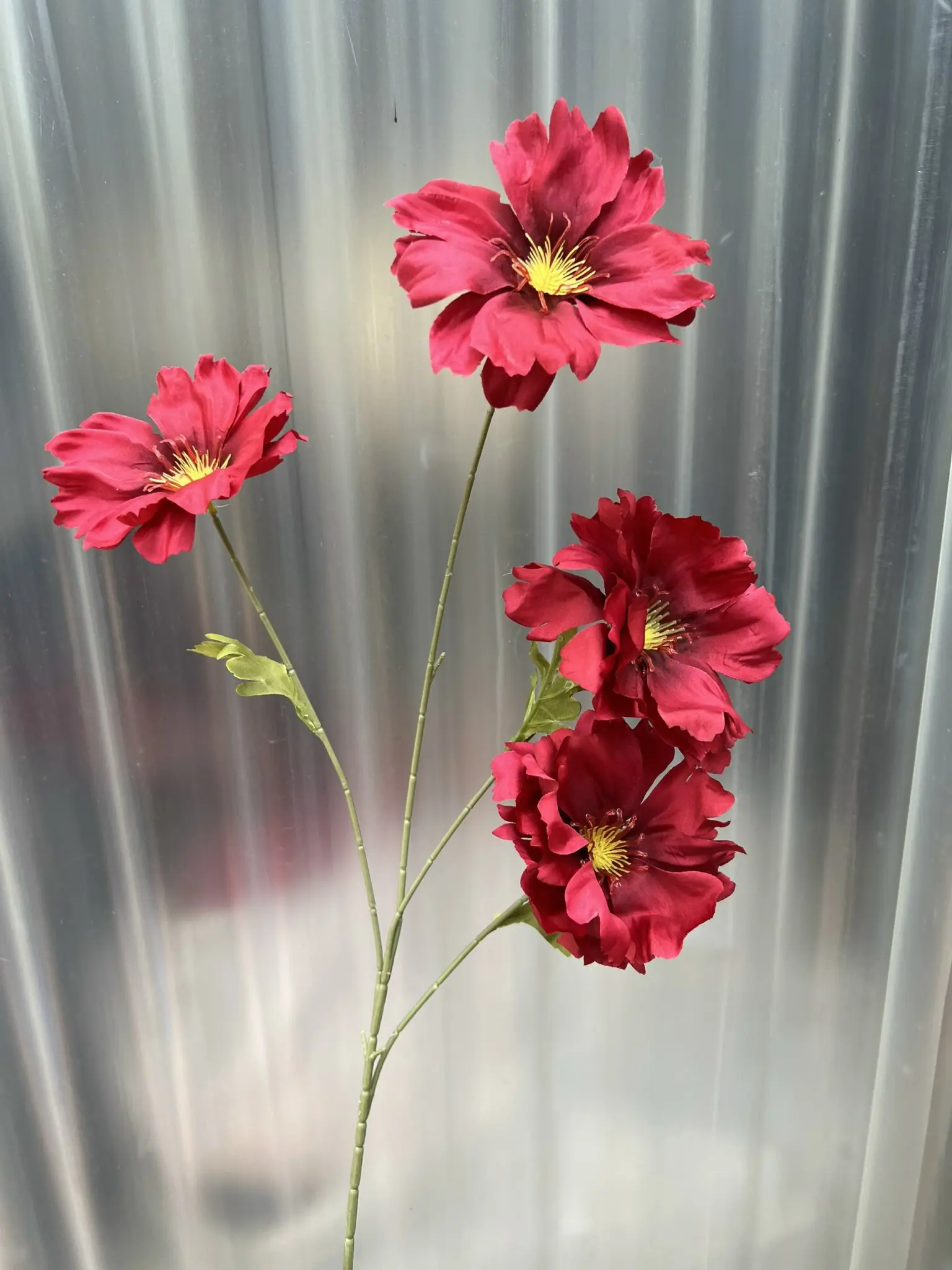 Hoa Cúc Bướm Đại - Ảnh 5