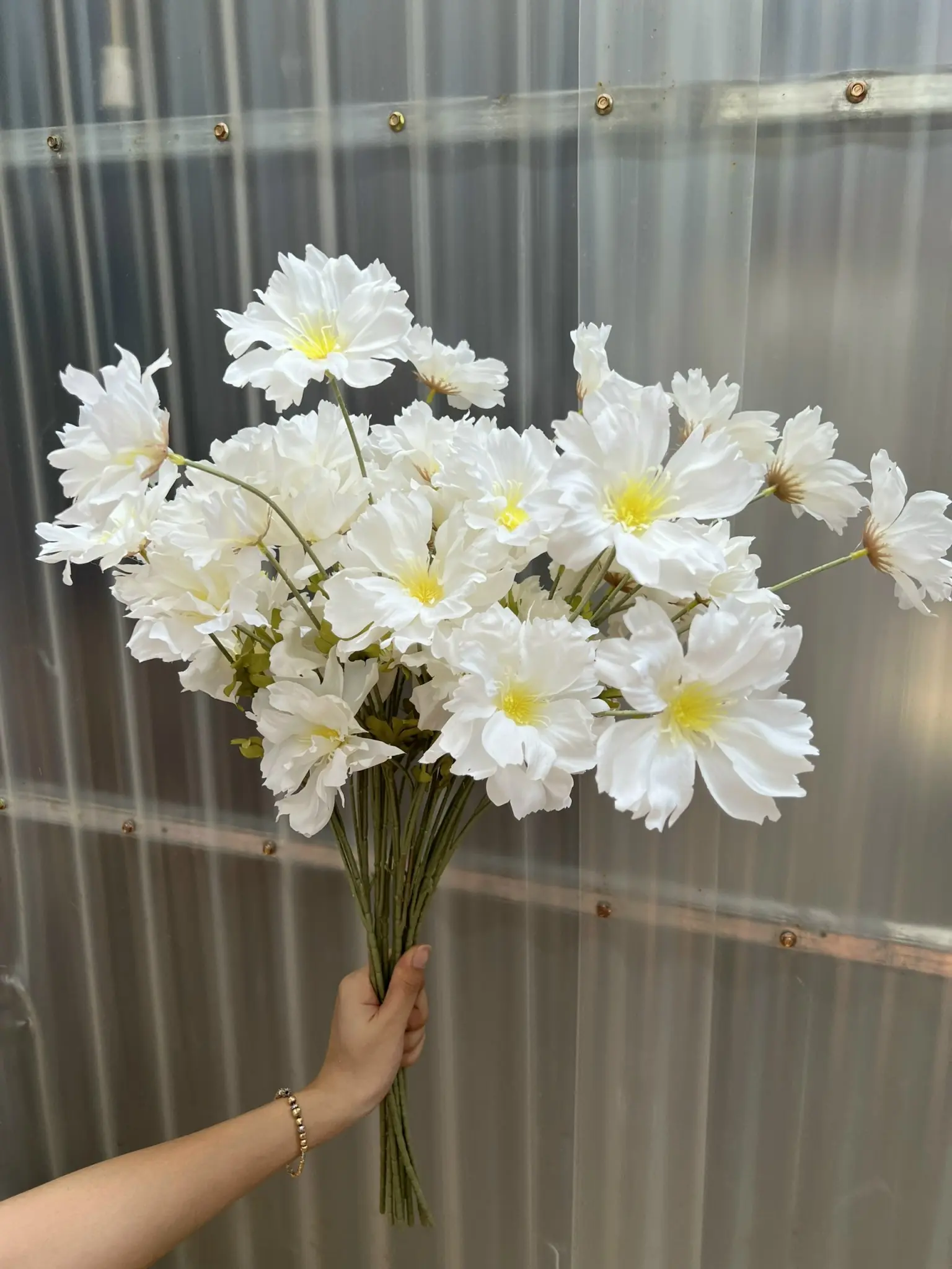 Hoa Cúc Bướm Đại - Ảnh 6