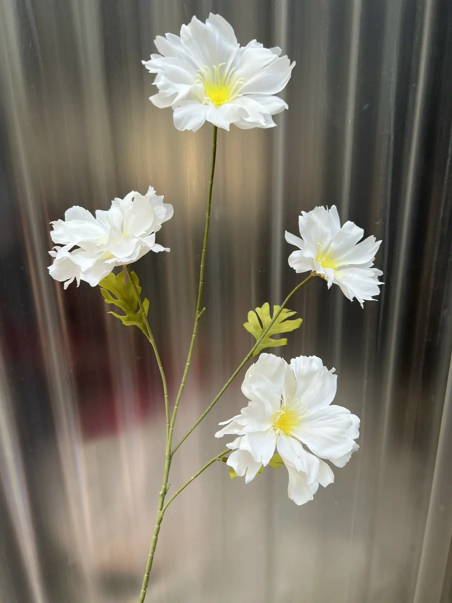 Hoa Cúc Bướm Đại - Ảnh 7