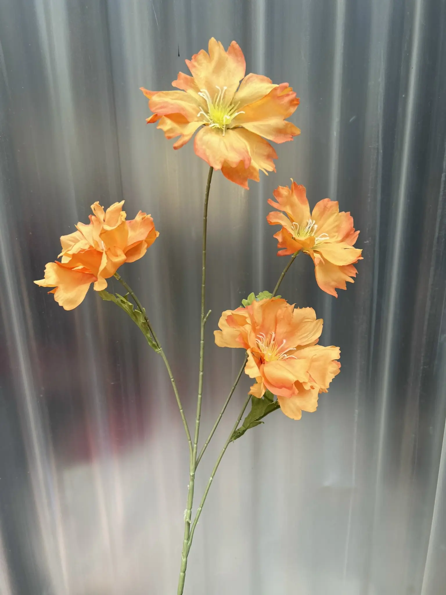 Hoa Cúc Bướm Đại - Ảnh 8