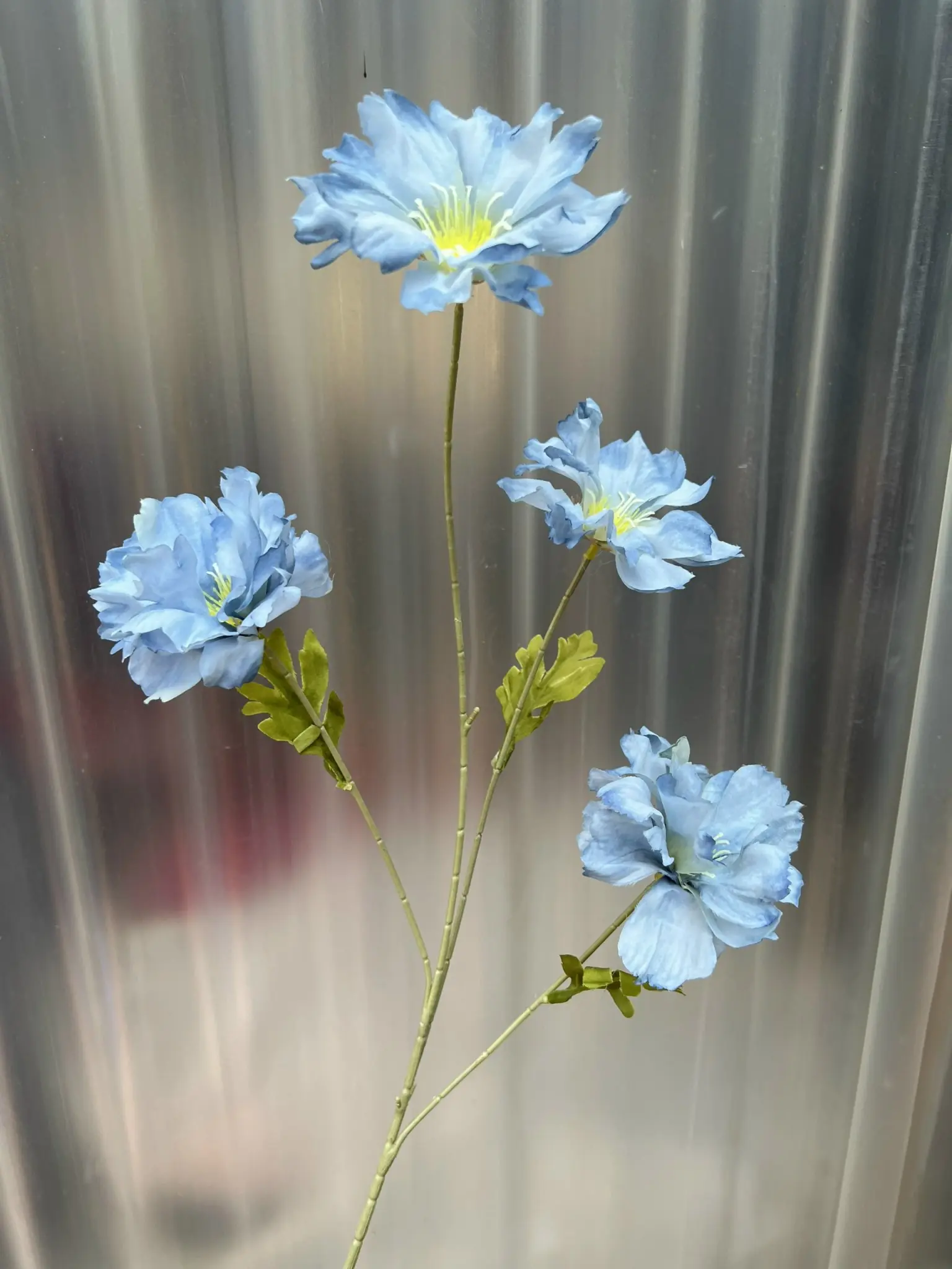 Hoa Cúc Bướm Đại - Ảnh 9