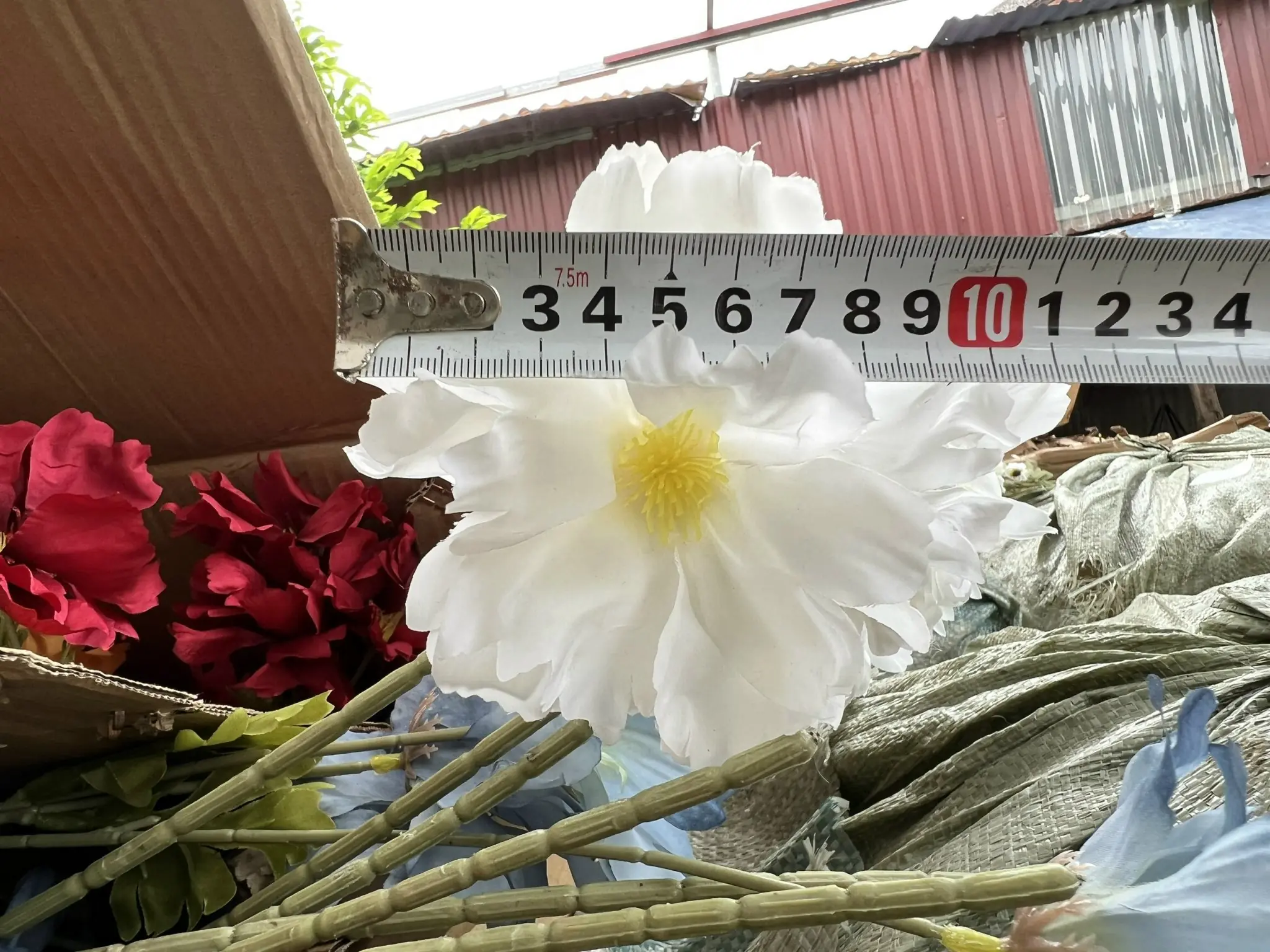 Hoa Cúc Bướm Đại - Ảnh 10