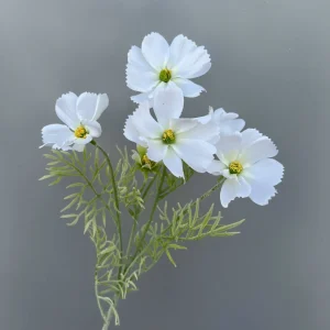 Hoa Cúc Bướm Thân Mốc