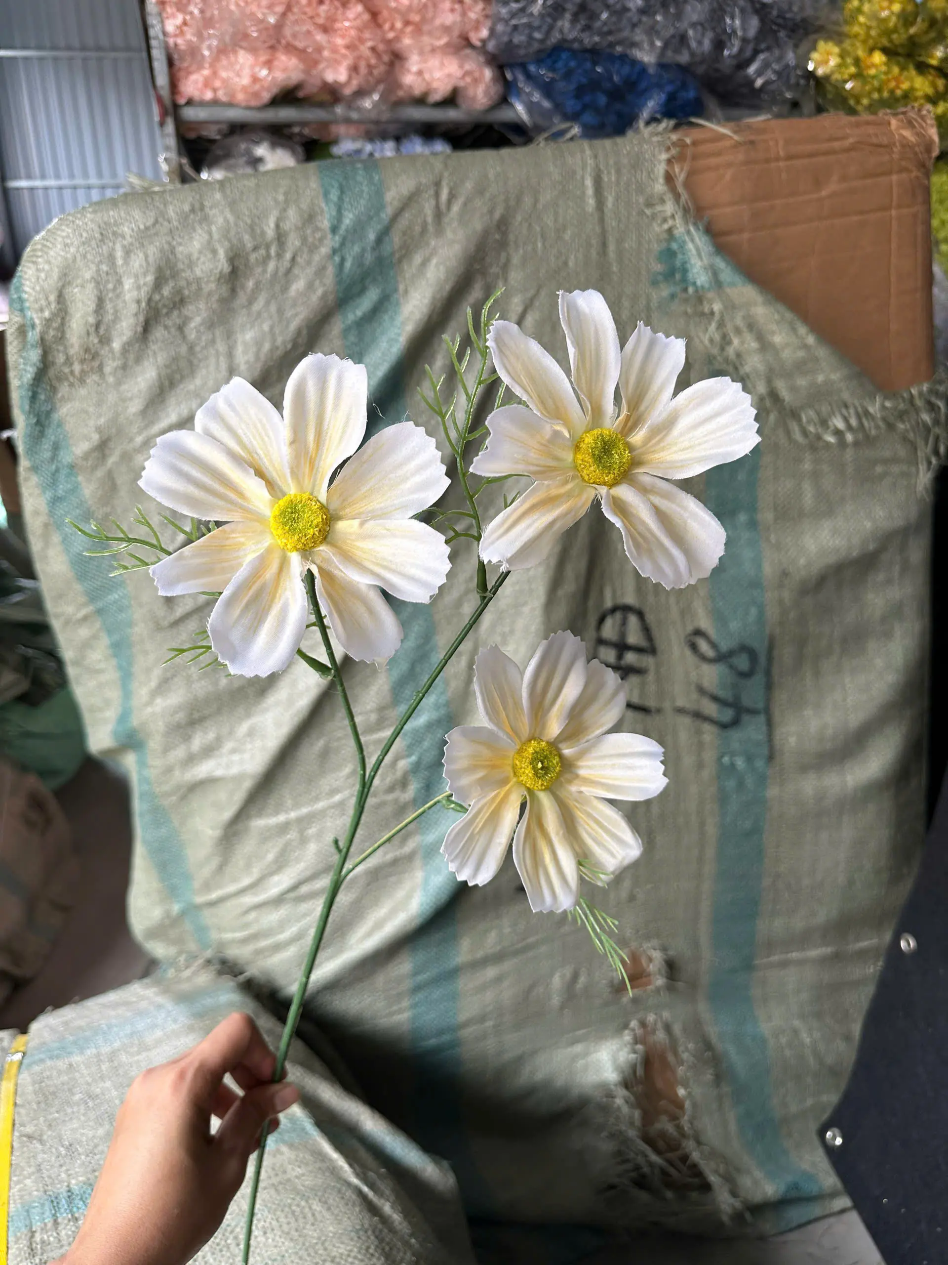 Hoa Cúc Daisy Thân Trơn 3 Bông - Ảnh 2