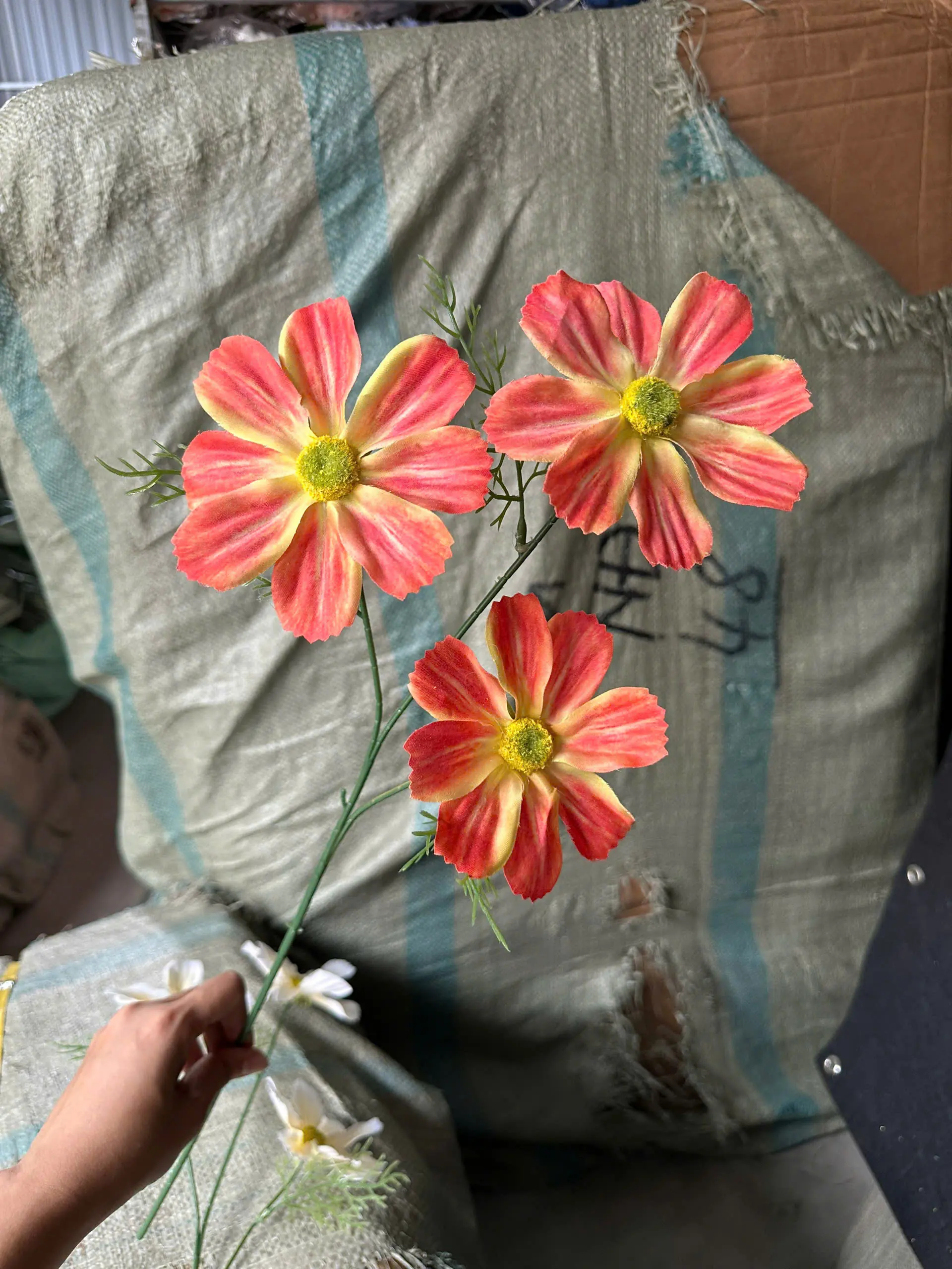 Hoa Cúc Daisy Thân Trơn 3 Bông - Ảnh 3