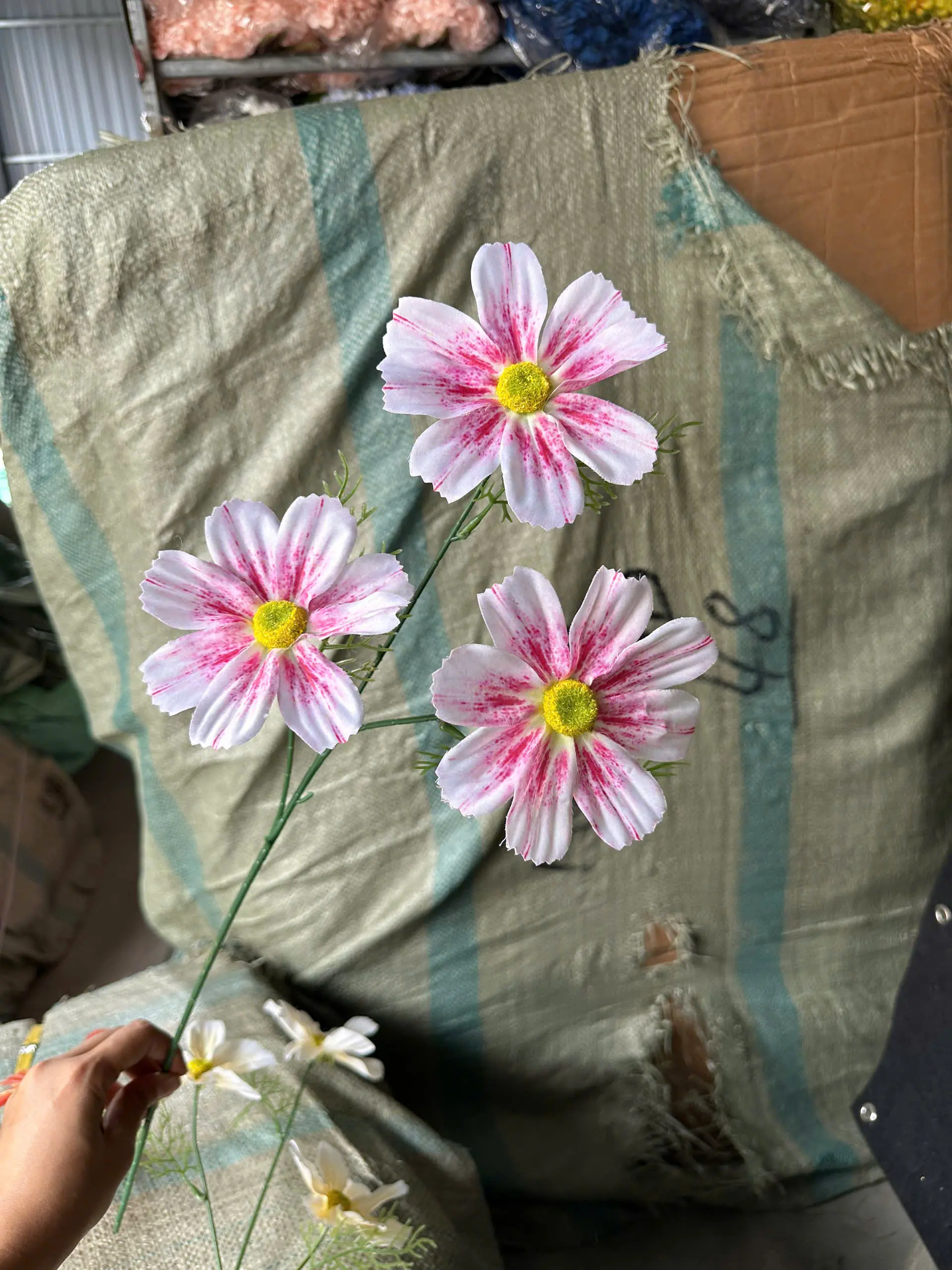 Hoa Cúc Daisy Thân Trơn 3 Bông - Ảnh 4