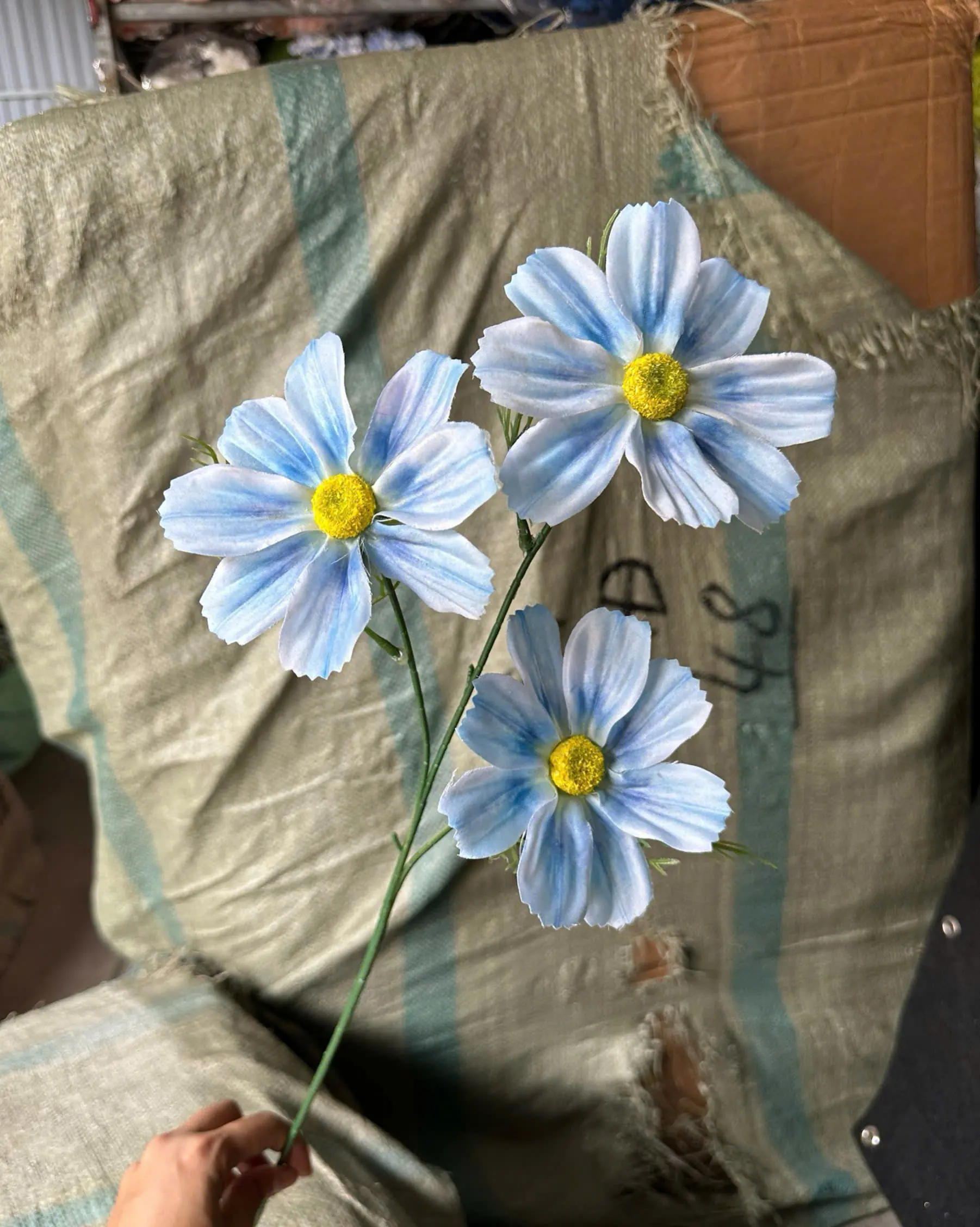 Hoa Cúc Daisy Thân Trơn 3 Bông - Ảnh 5