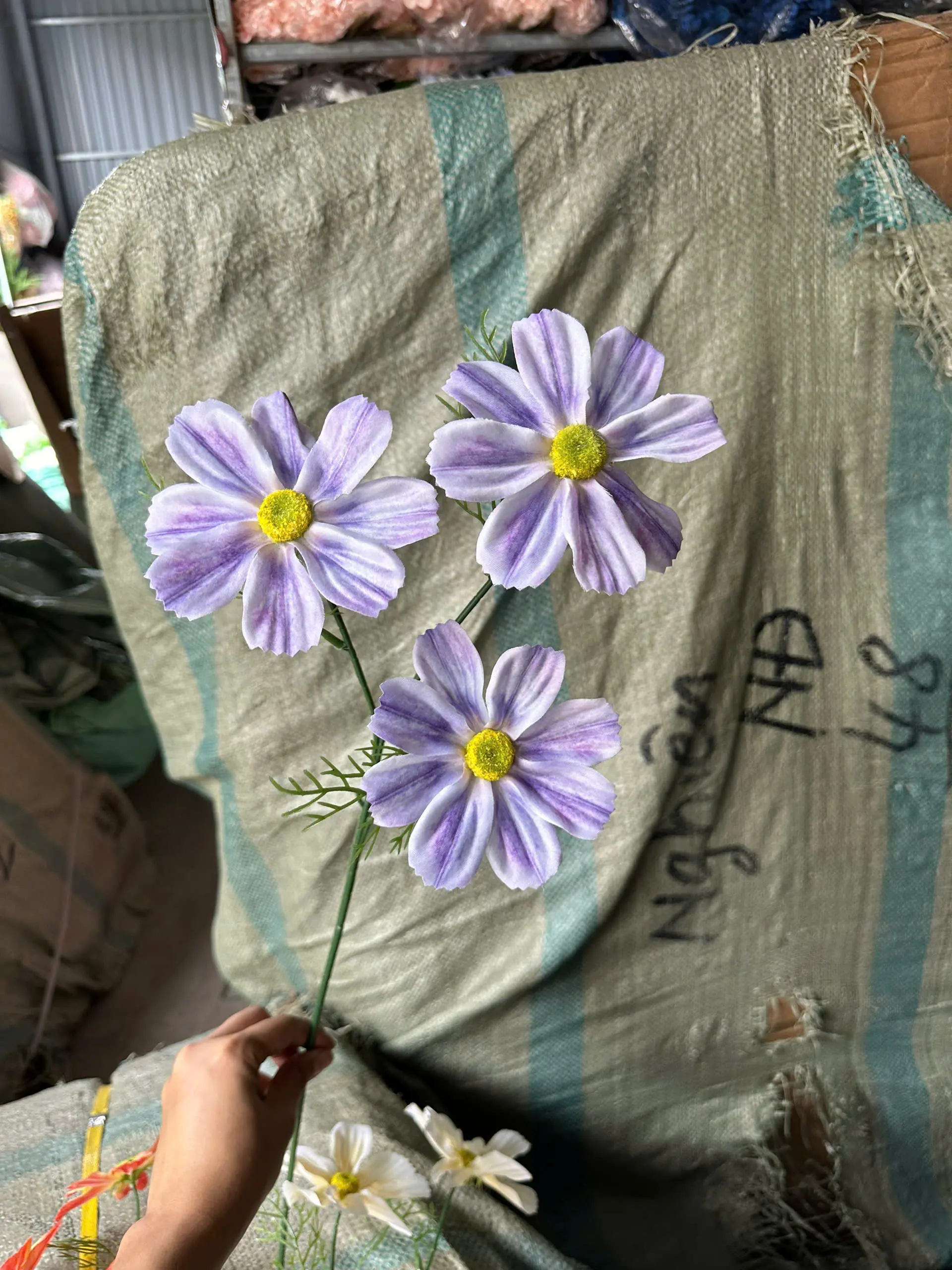 Hoa Cúc Daisy Thân Trơn 3 Bông - Ảnh 6