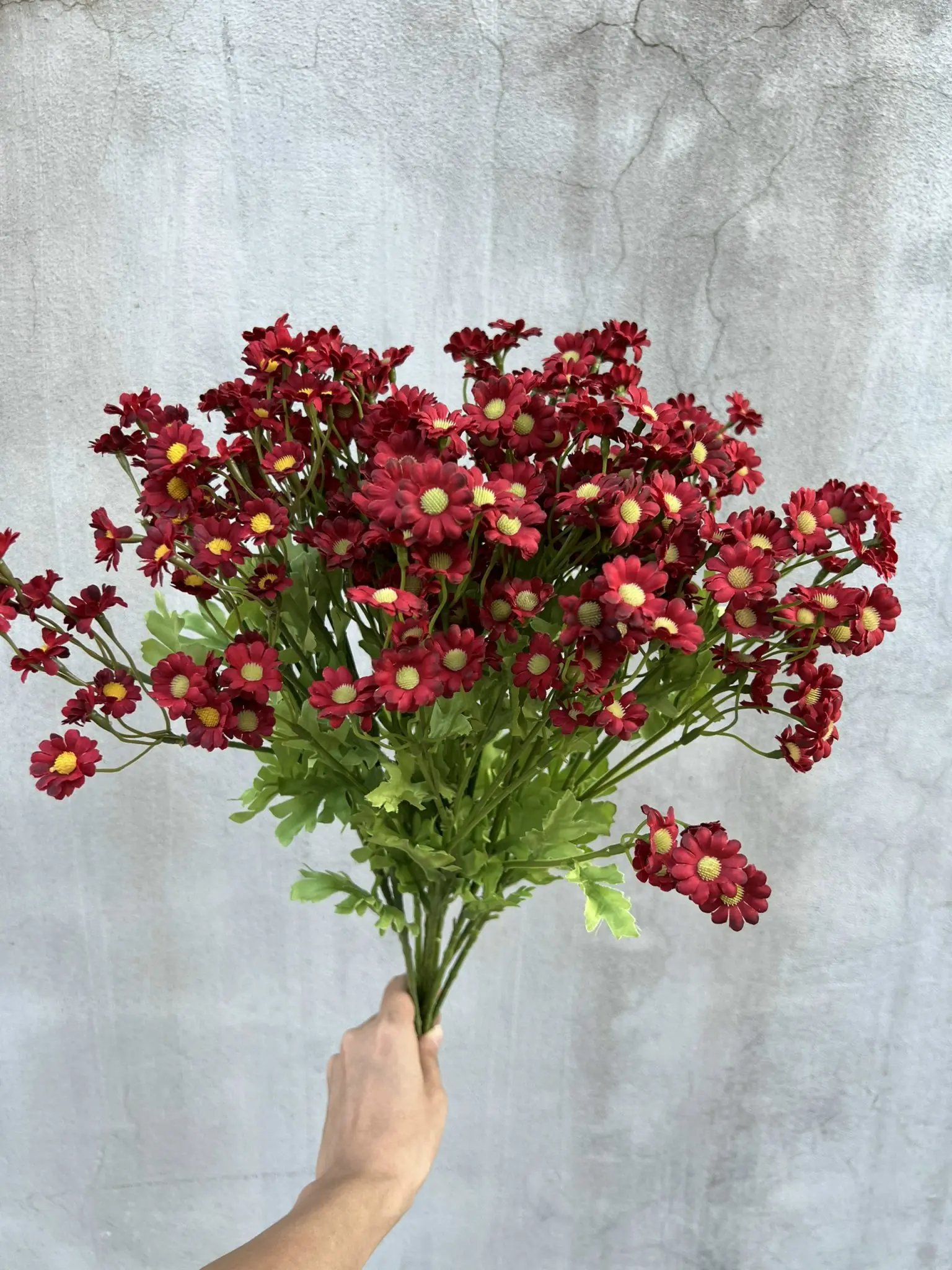 Hoa Cúc Tana - Ảnh 2