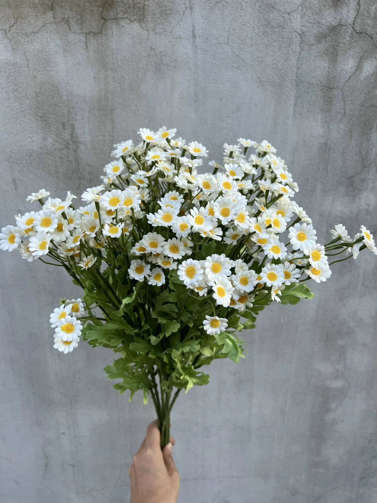 Hoa Cúc Tana - Ảnh 3