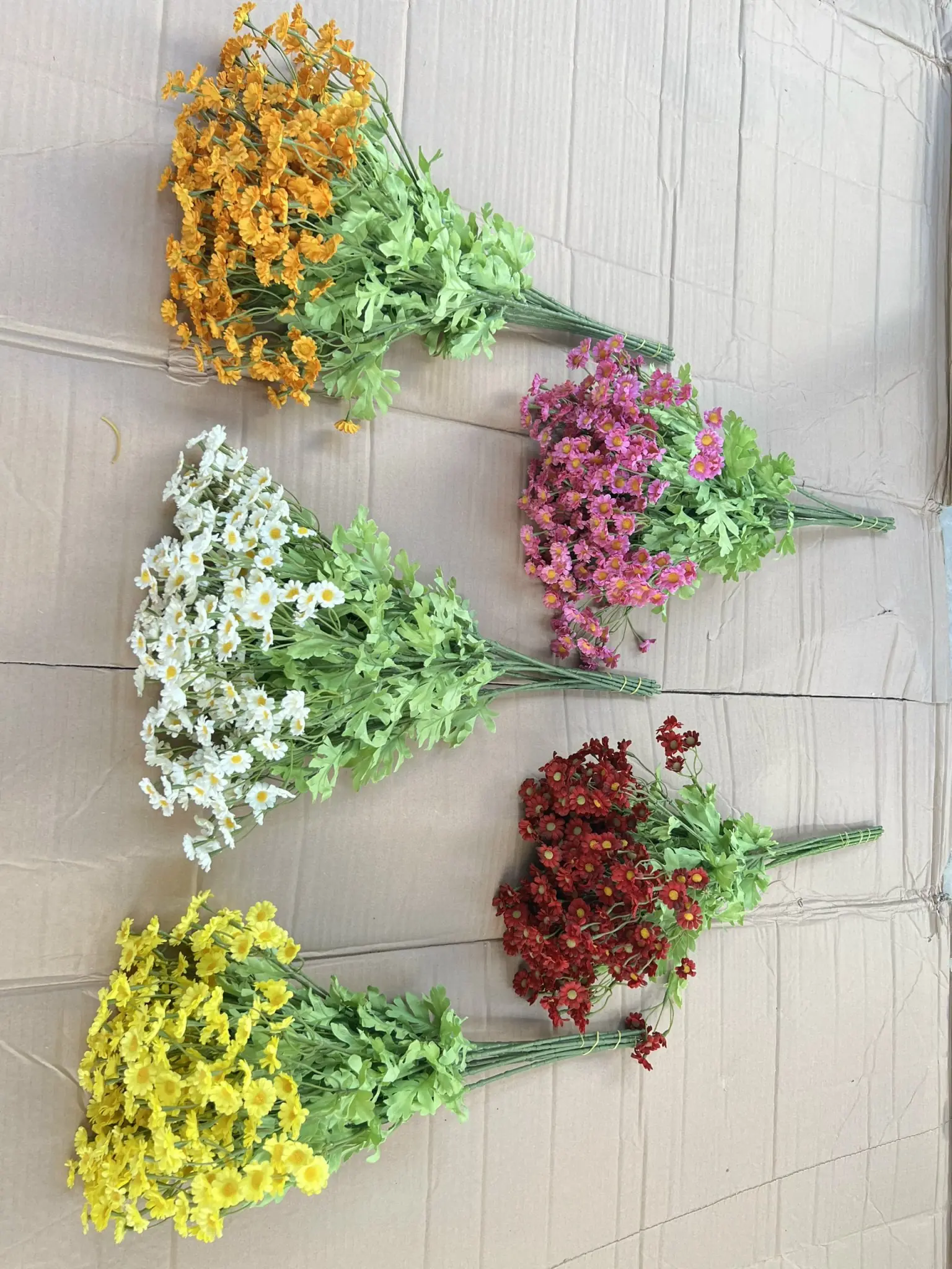 Hoa Cúc Tana - Ảnh 5