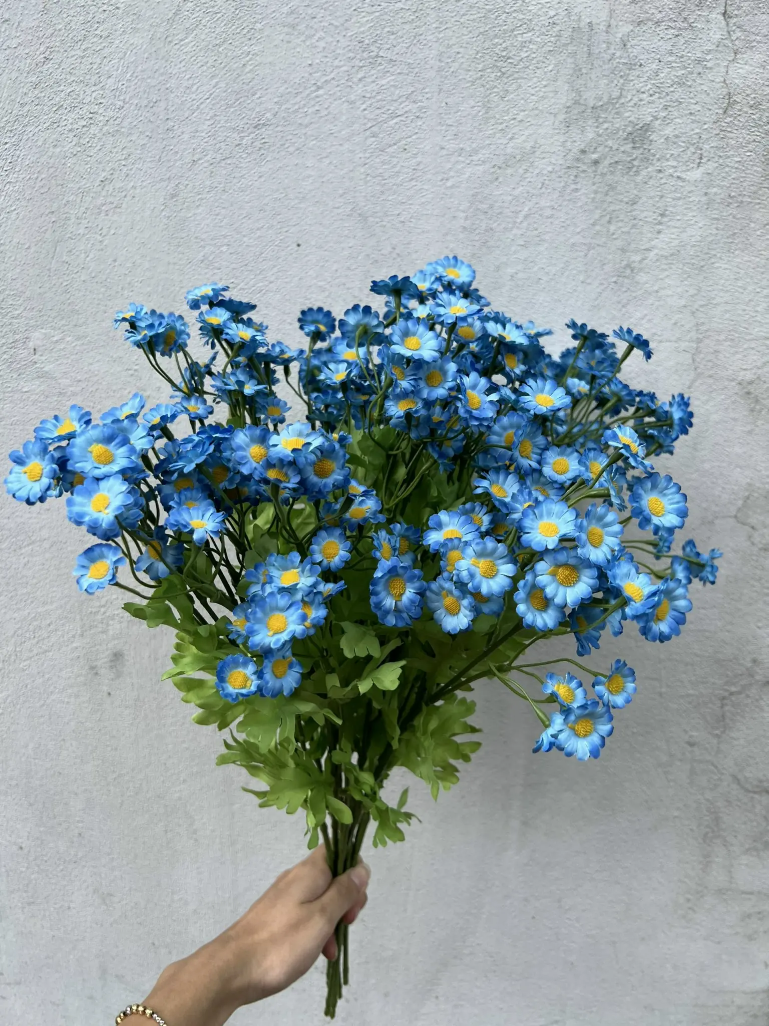 Hoa Cúc Tana - Ảnh 6