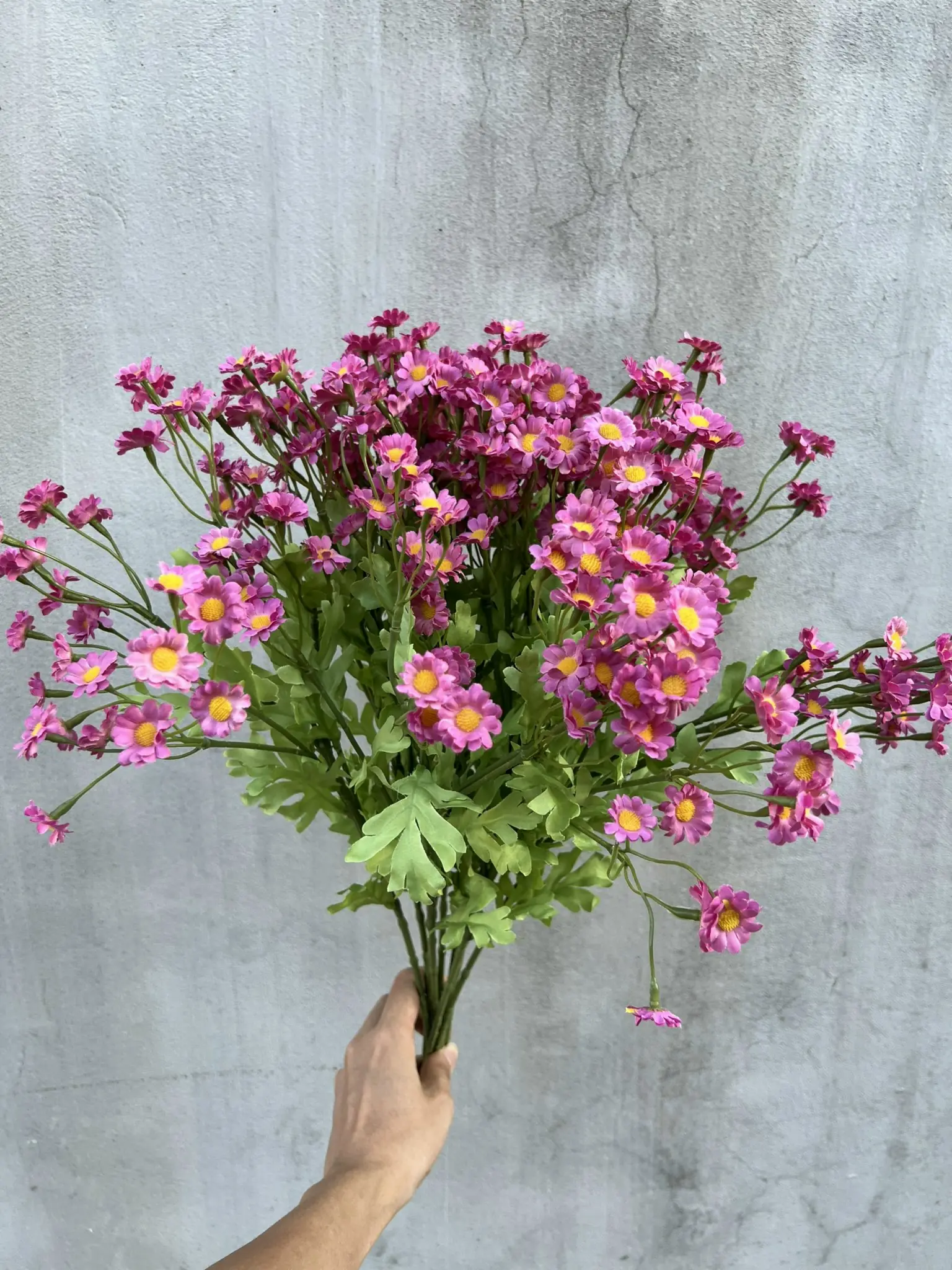 Hoa Cúc Tana - Ảnh 7