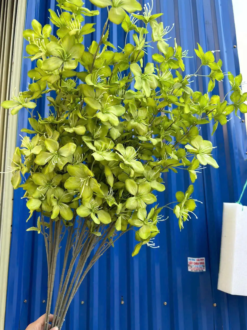 Hoa Hải Đường 3 Nhánh - Ảnh 14