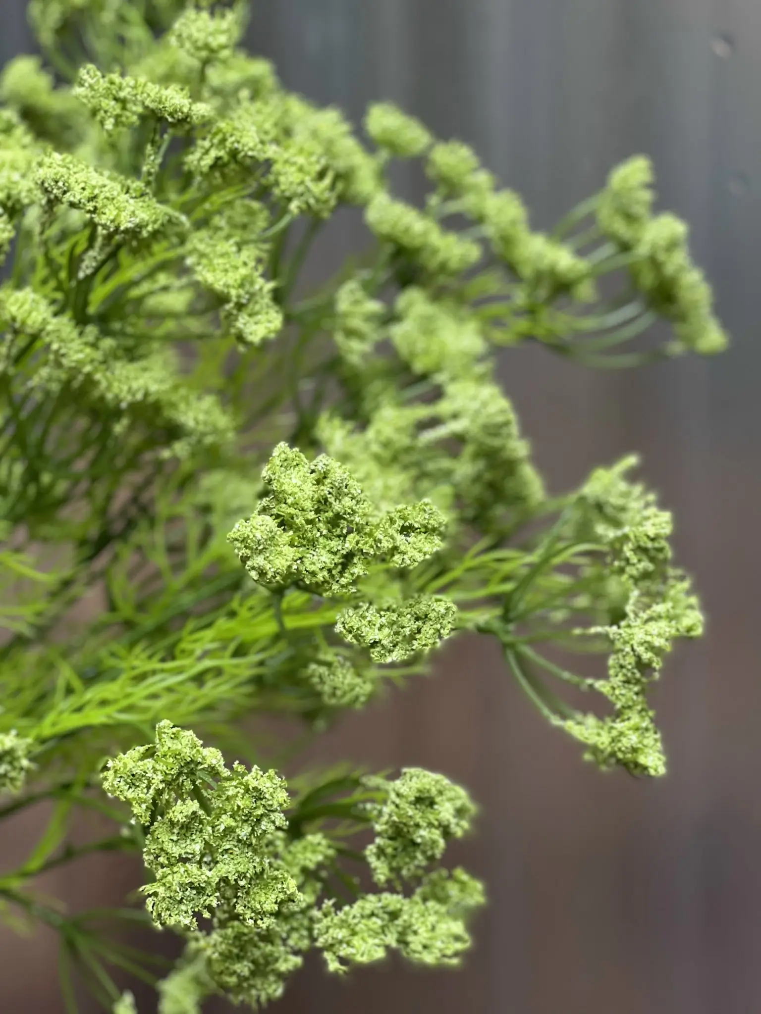 Hoa Hồi Hương - Ảnh 2