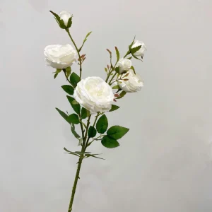 Hoa Hồng Austin Vcao Cấp