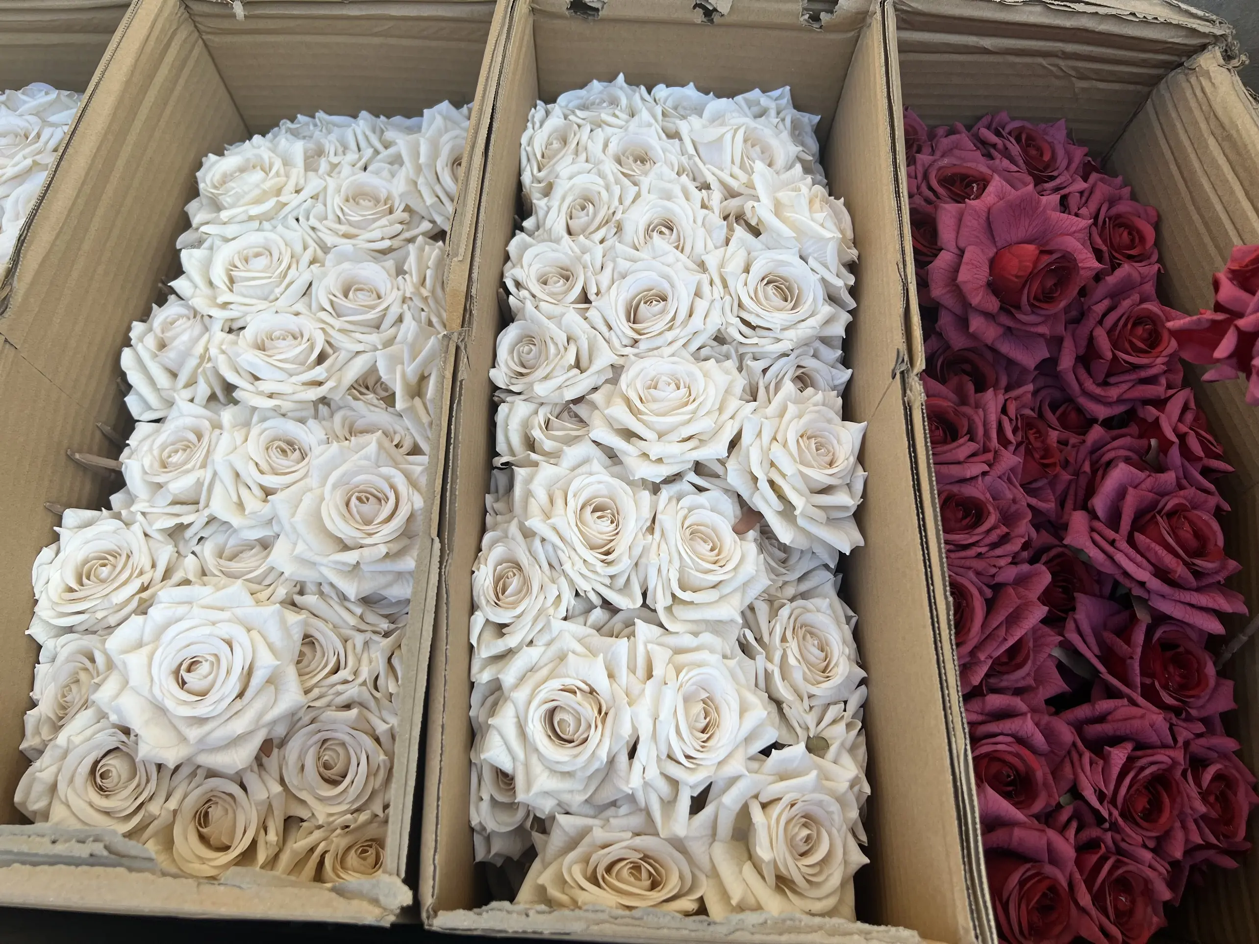 Hoa Hồng In 3 Bông - Ảnh 19