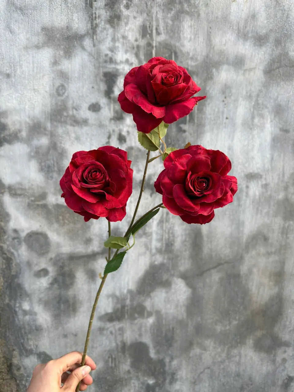 Hoa Hồng Khô Về Thêm 3 Bông - Ảnh 2