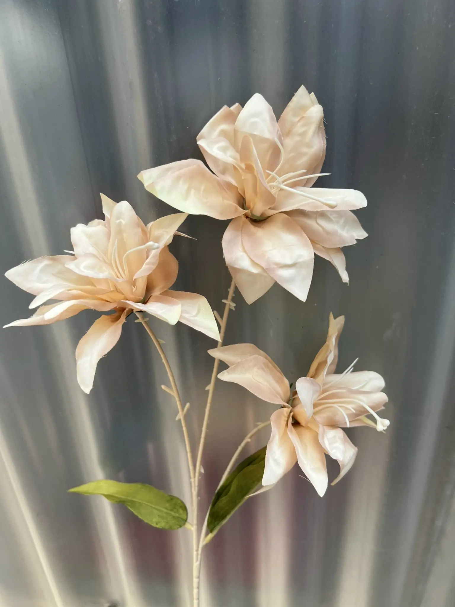 Hoa Huệ Tây - Ảnh 2