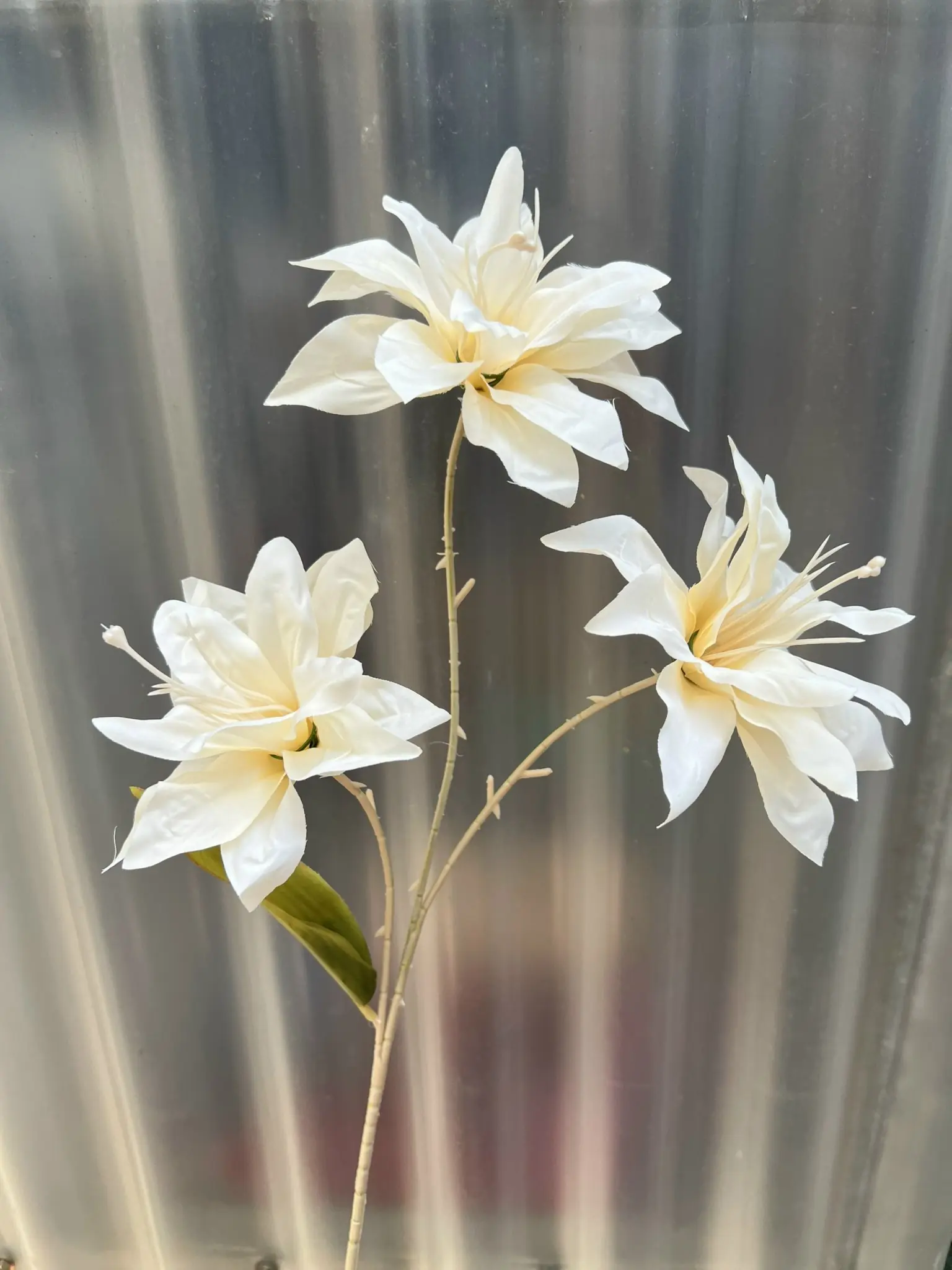 Hoa Huệ Tây - Ảnh 3