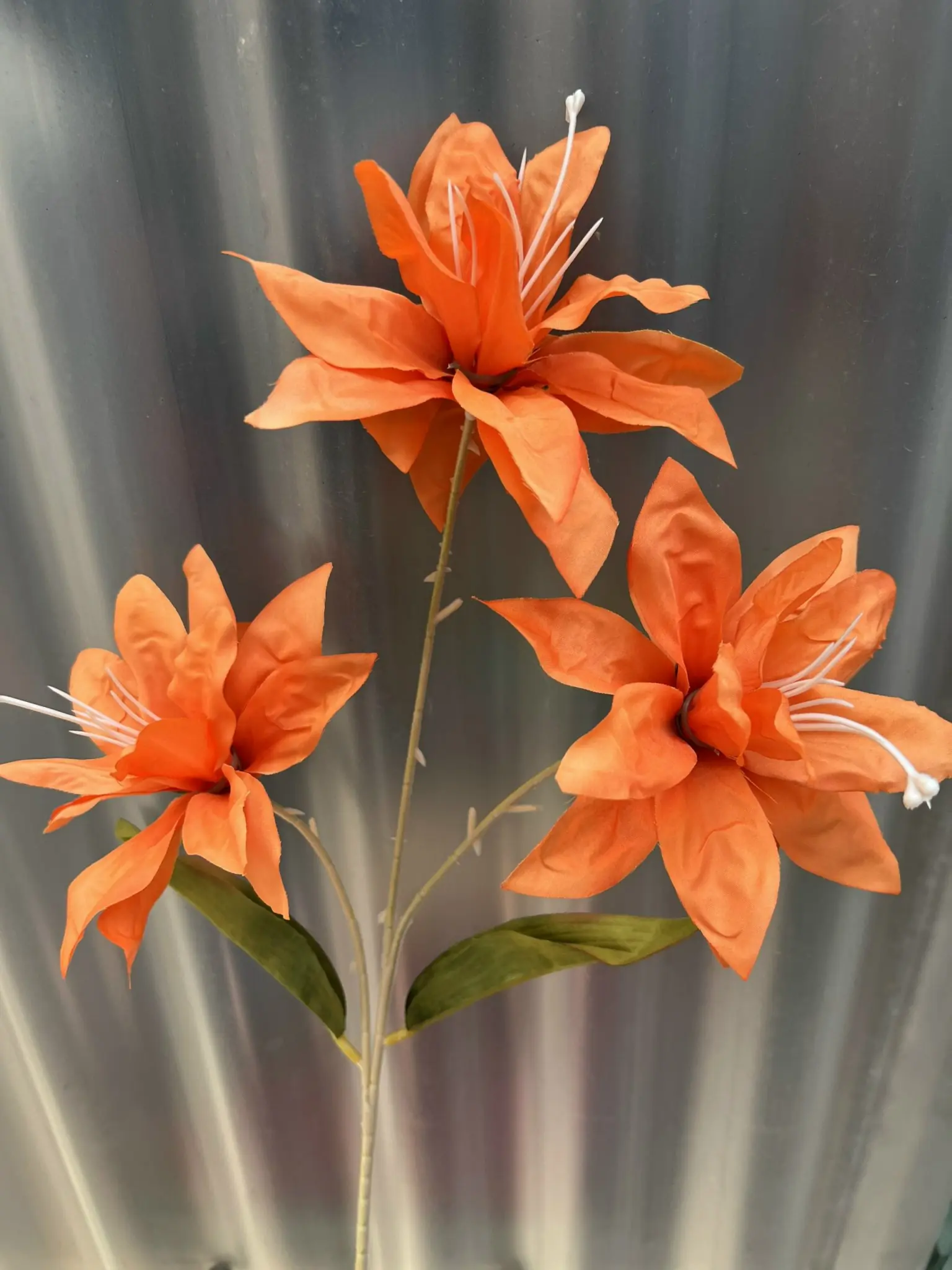 Hoa Huệ Tây - Ảnh 4