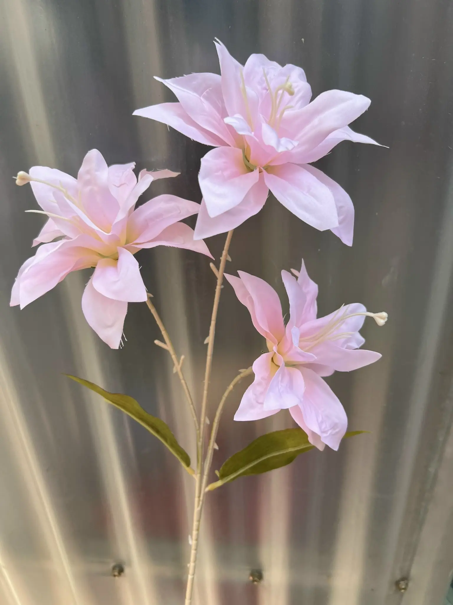 Hoa Huệ Tây - Ảnh 5