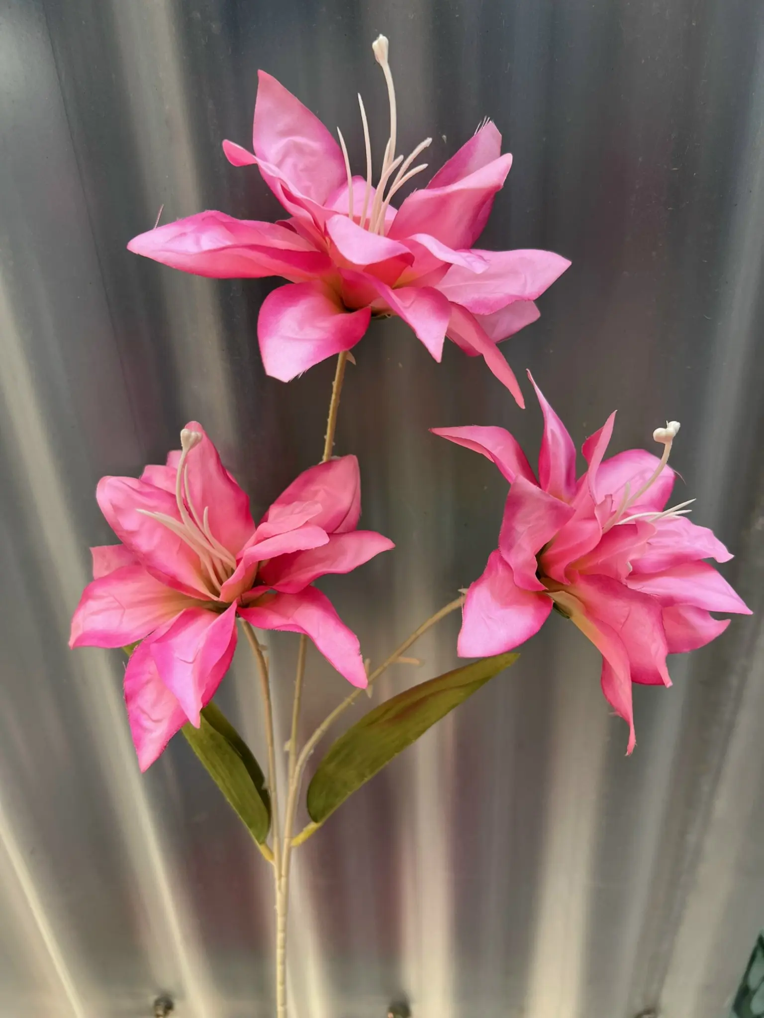 Hoa Huệ Tây - Ảnh 7