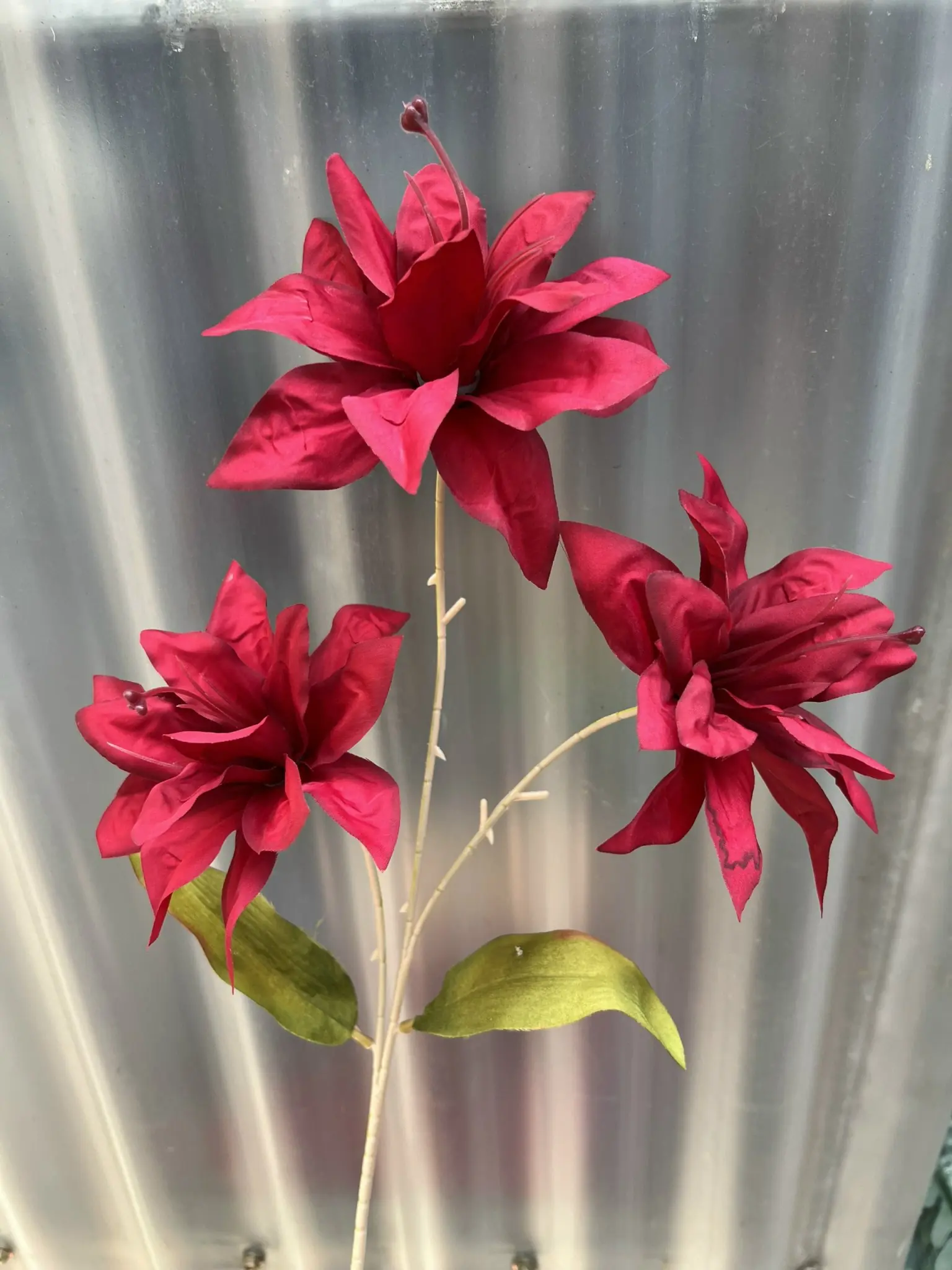 Hoa Huệ Tây - Ảnh 10