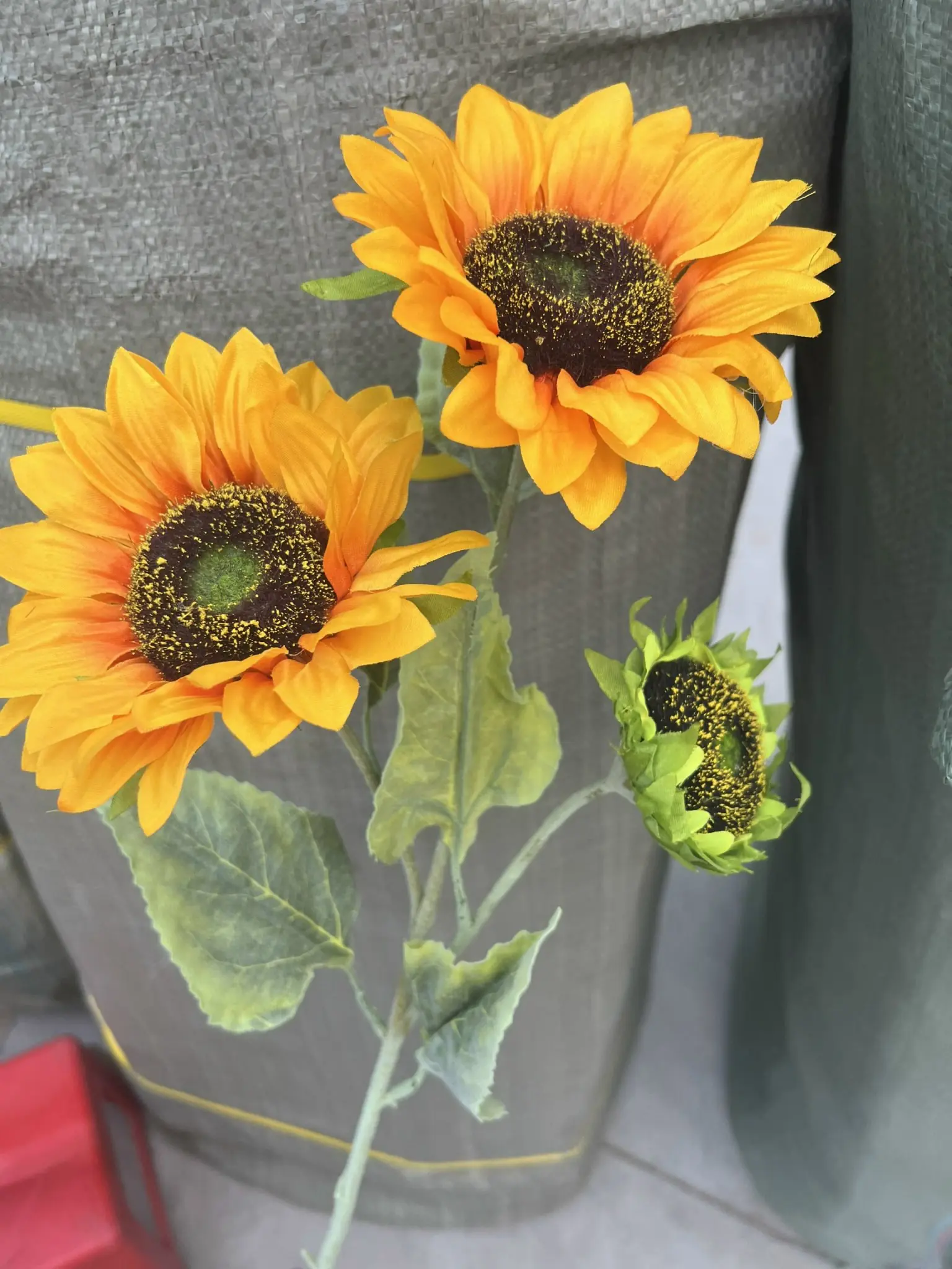 Hoa Hướng Dương