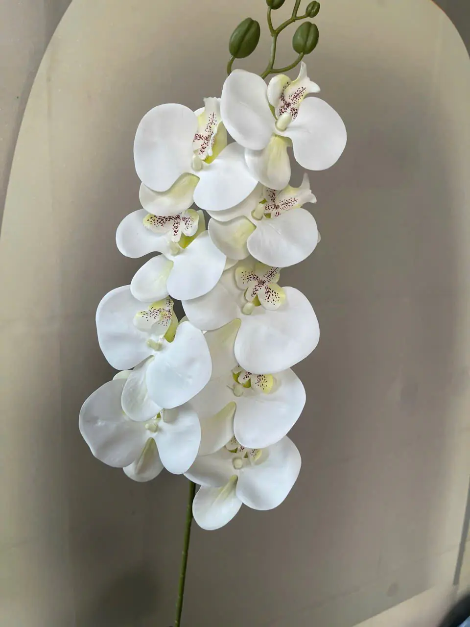 Hoa Lan Hồ Điệp Chất Liệu Cao Su 9 Bông - Ảnh 4