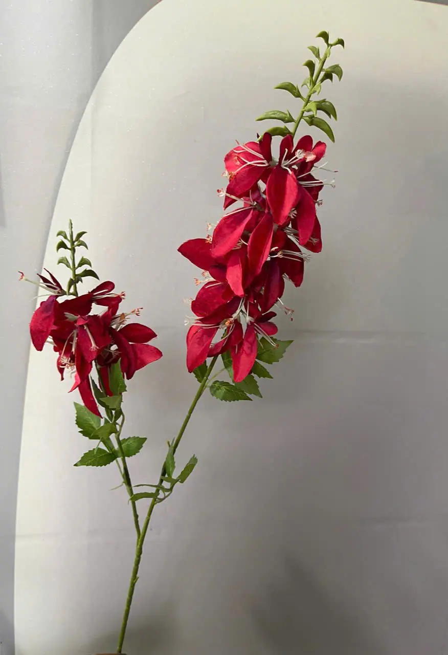 Hoa Lan Hoàng Yến 2 Nhánh - Ảnh 2