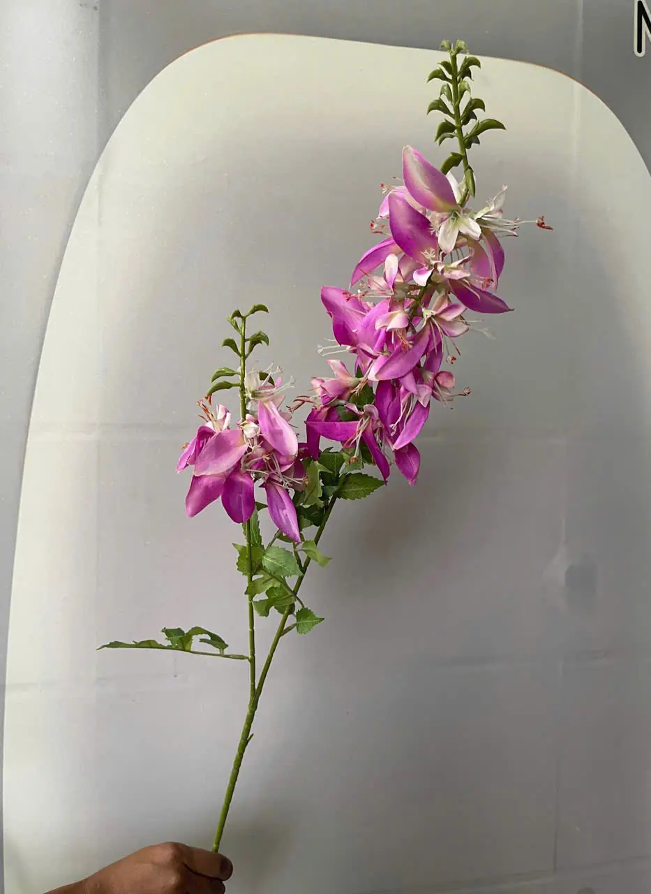 Hoa Lan Hoàng Yến 2 Nhánh - Ảnh 3