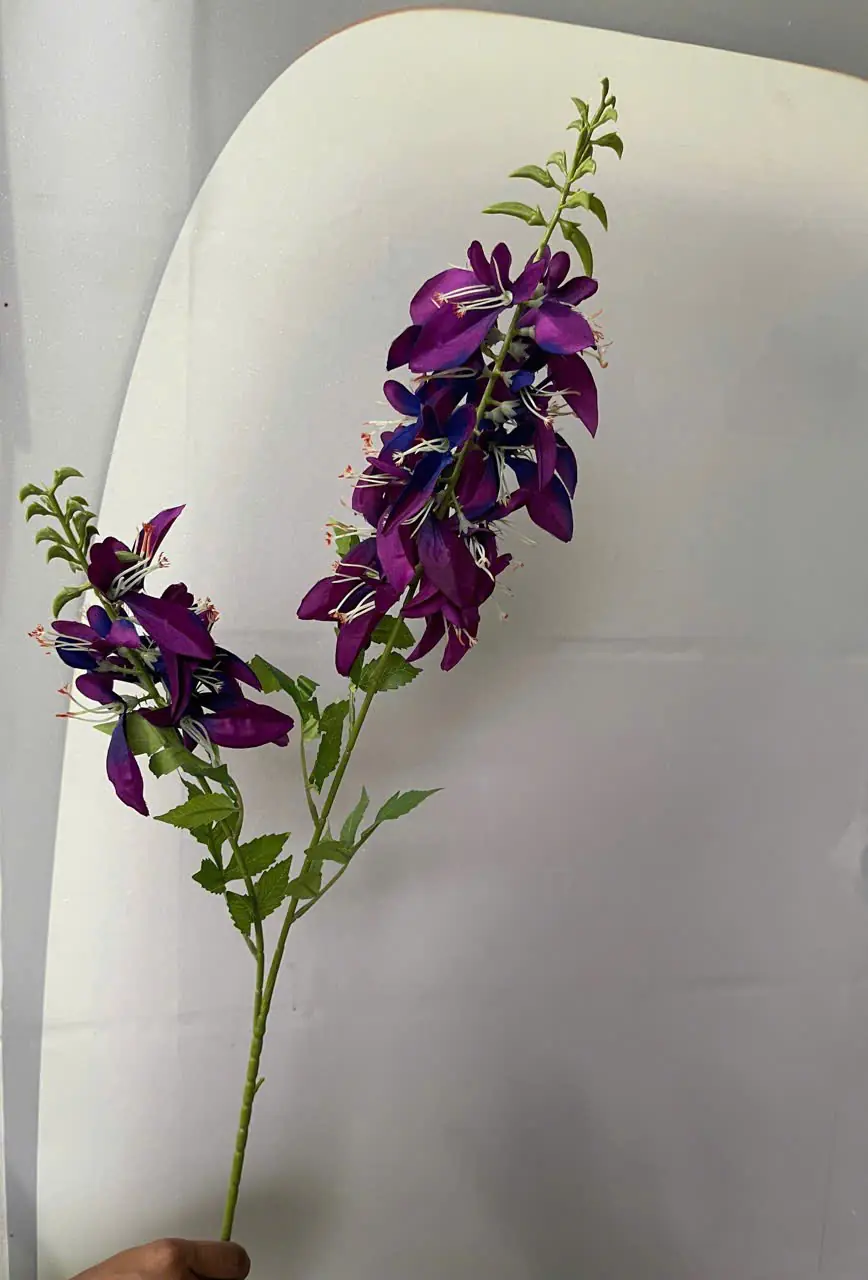 Hoa Lan Hoàng Yến 2 Nhánh - Ảnh 4