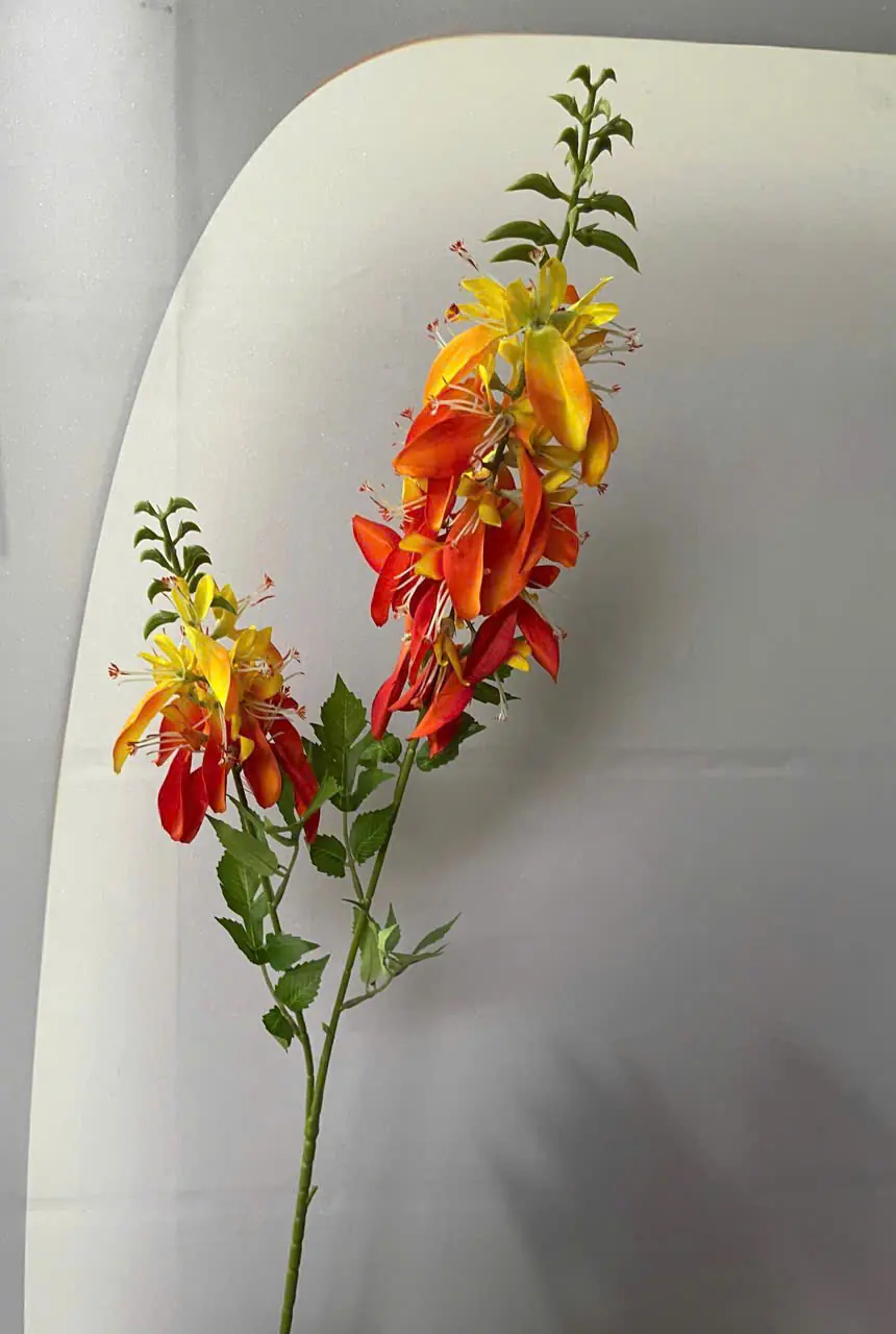 Hoa Lan Hoàng Yến 2 Nhánh - Ảnh 6