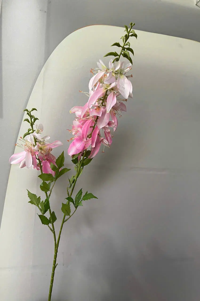 Hoa Lan Hoàng Yến 2 Nhánh - Ảnh 7