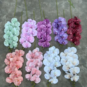 Hoa Lan Xoăn Đủ Màu