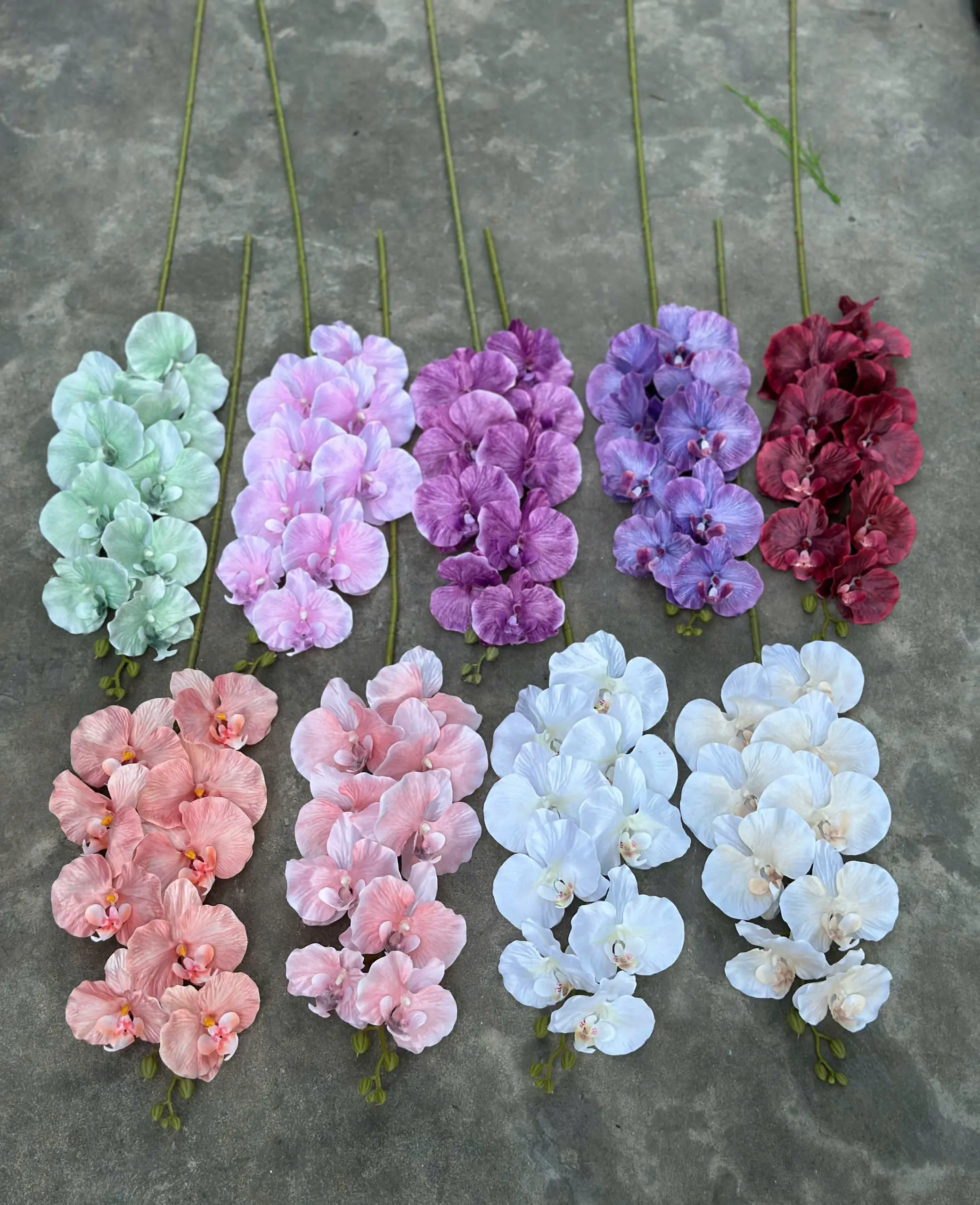 Hoa Lan Xoăn Đủ Màu