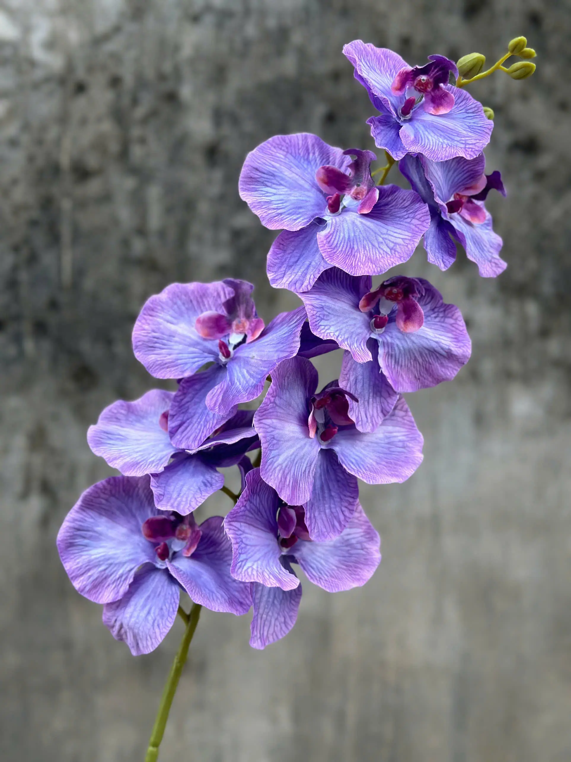 Hoa Lan Xoăn Đủ Màu - Ảnh 2