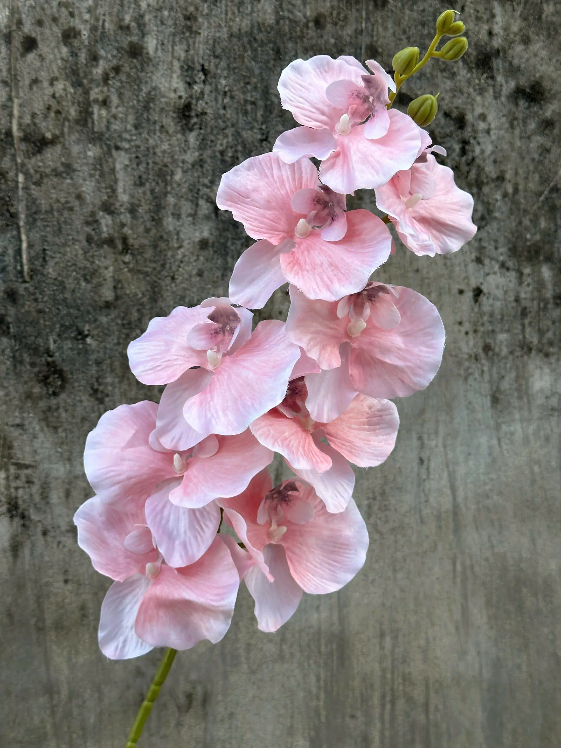 Hoa Lan Xoăn Đủ Màu - Ảnh 3